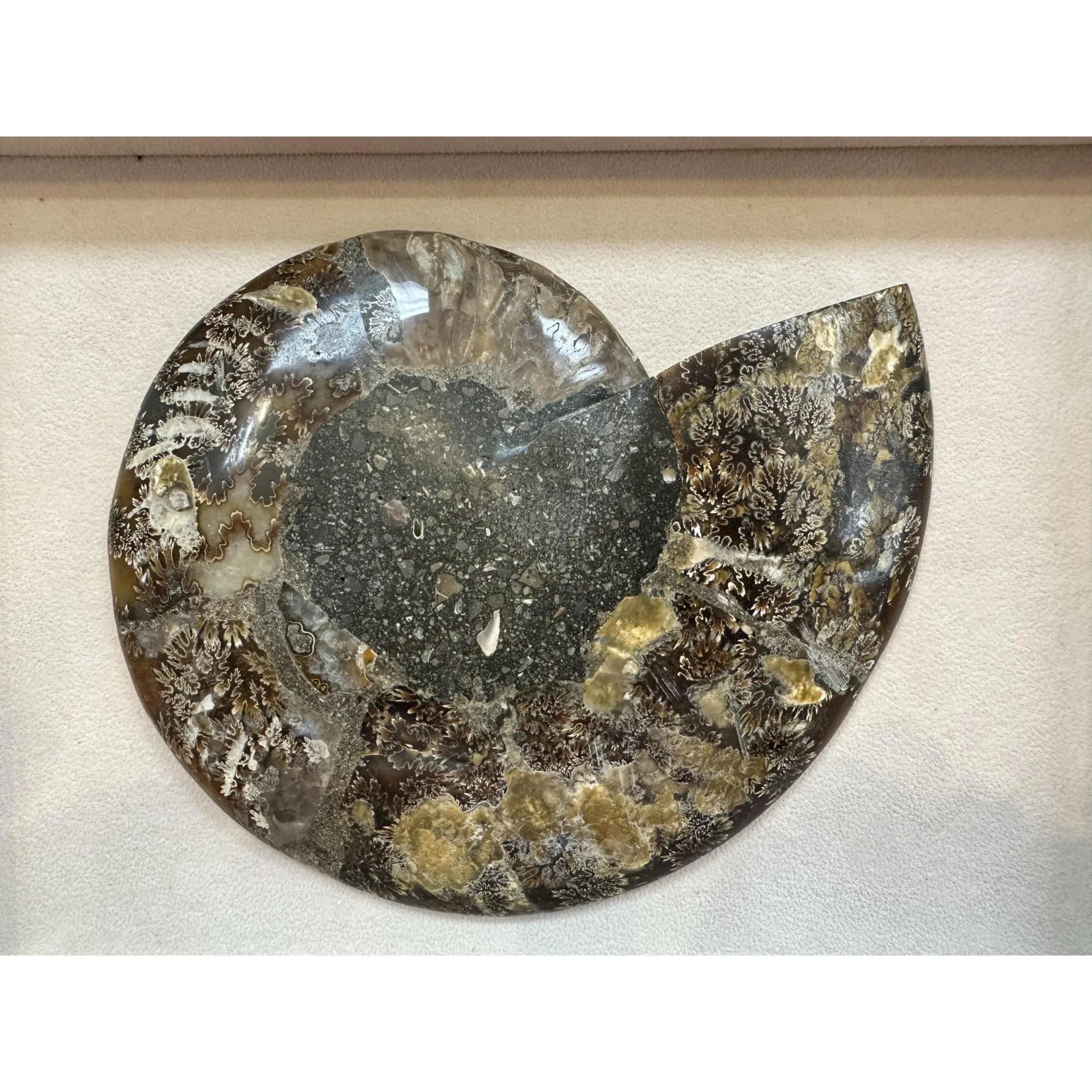 Cleoniceras Cleon Ammonite – 7″ x 6″ Prehistoric Online