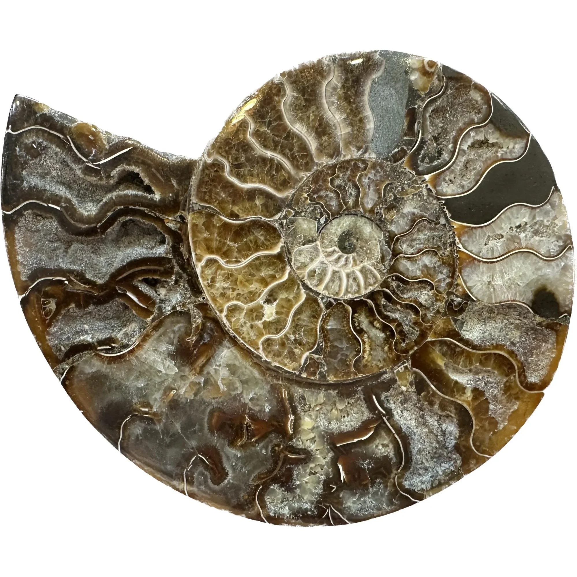 Cleoniceras Cleon Ammonite – 7″ x 6″ Prehistoric Online