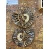 Cleoniceras Cleon Ammonite- 10″ x 9″ Prehistoric Online