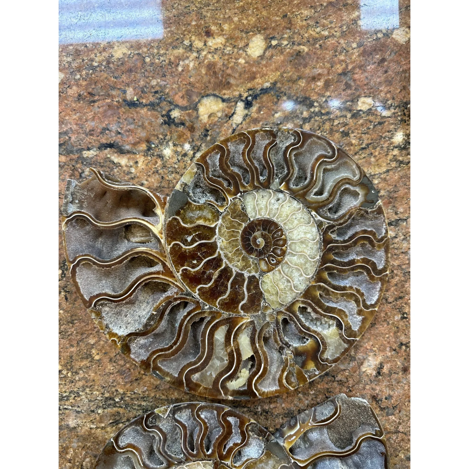 Cleoniceras Cleon Ammonite- 10″ x 9″ Prehistoric Online