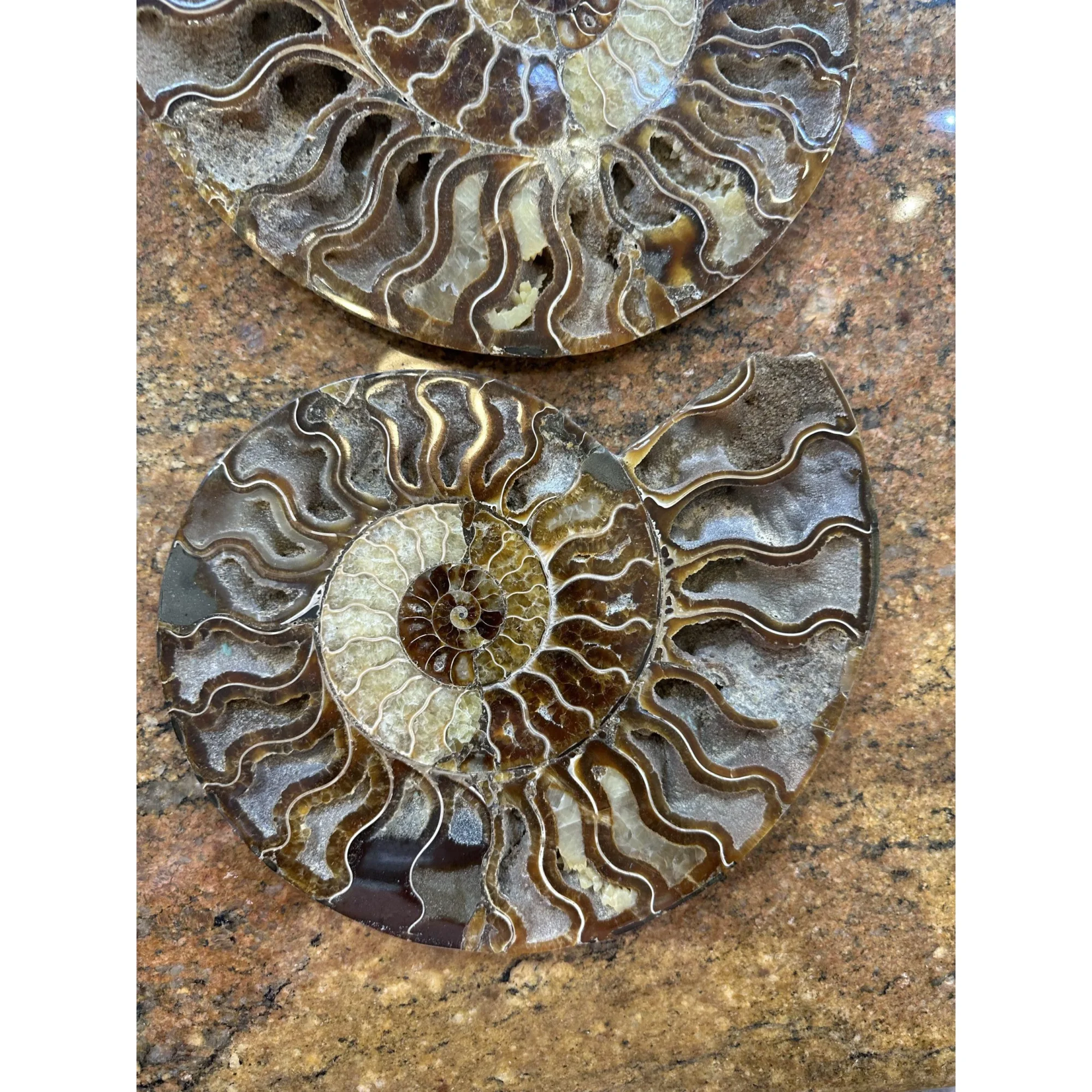 Cleoniceras Cleon Ammonite- 10″ x 9″ Prehistoric Online