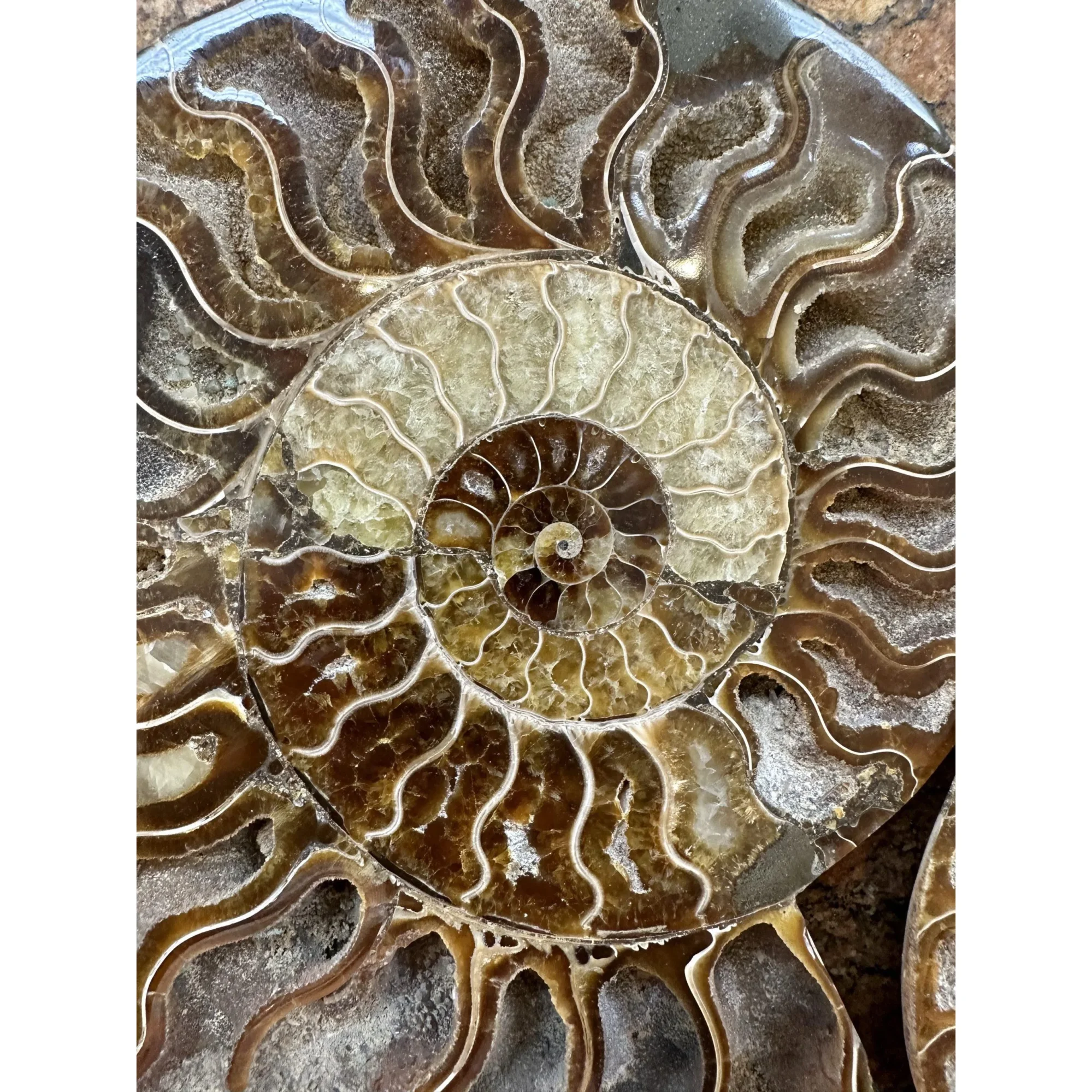 Cleoniceras Cleon Ammonite- 10″ x 9″ Prehistoric Online