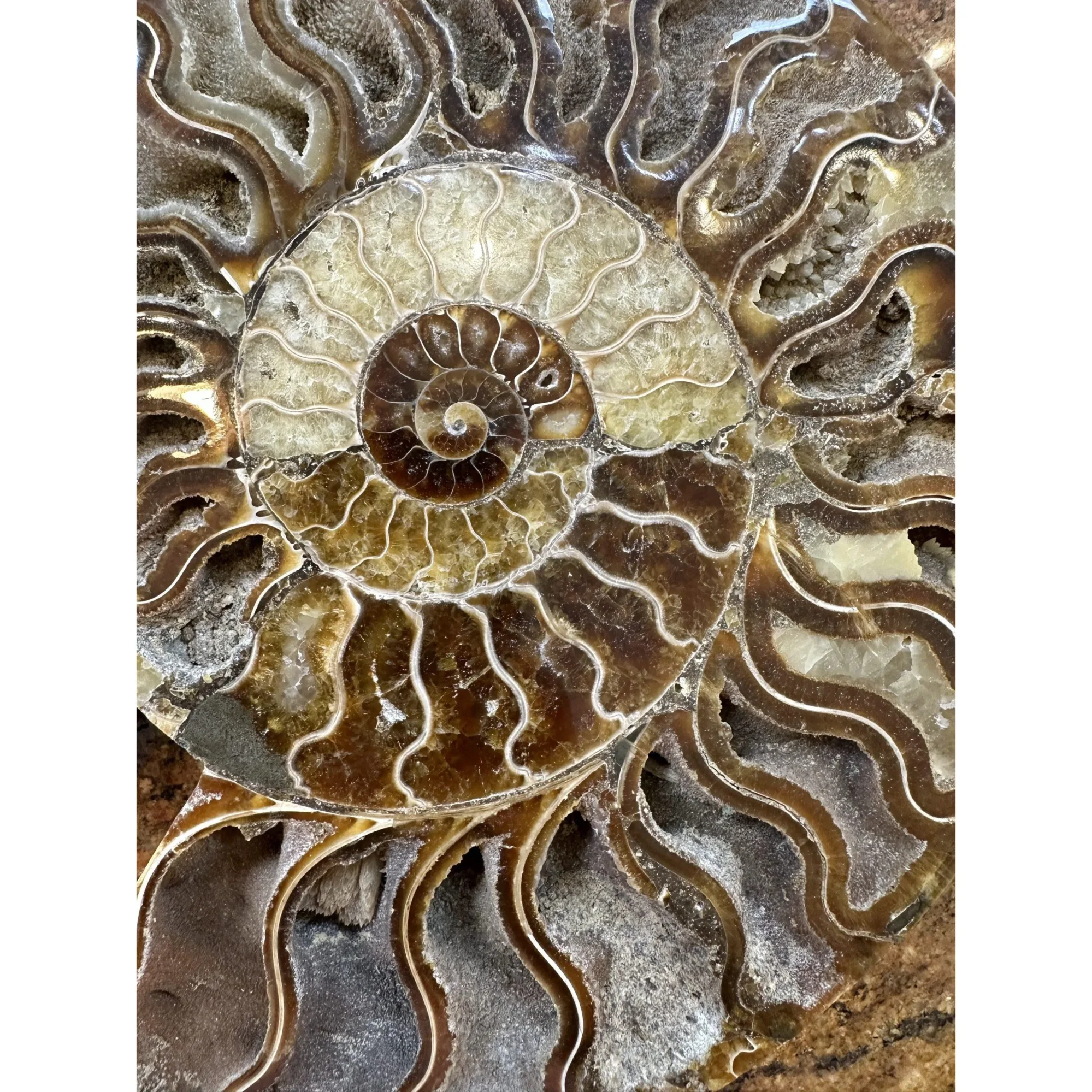 Cleoniceras Cleon Ammonite- 10″ x 9″ Prehistoric Online