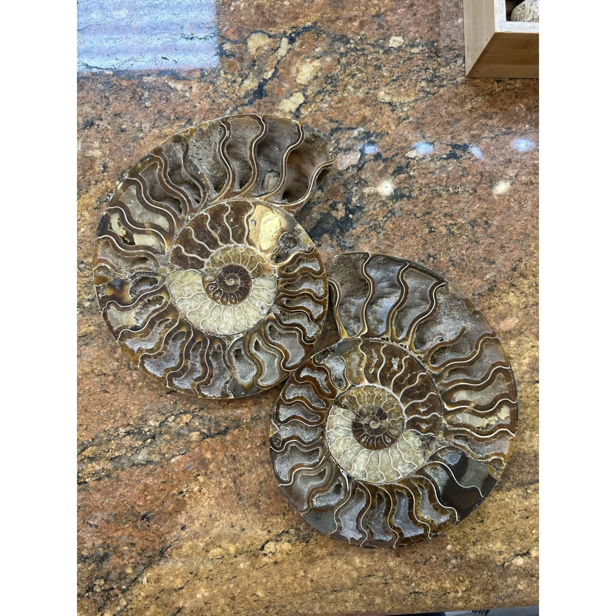 Cleoniceras Cleon Ammonite- 10″ x 9″ Prehistoric Online