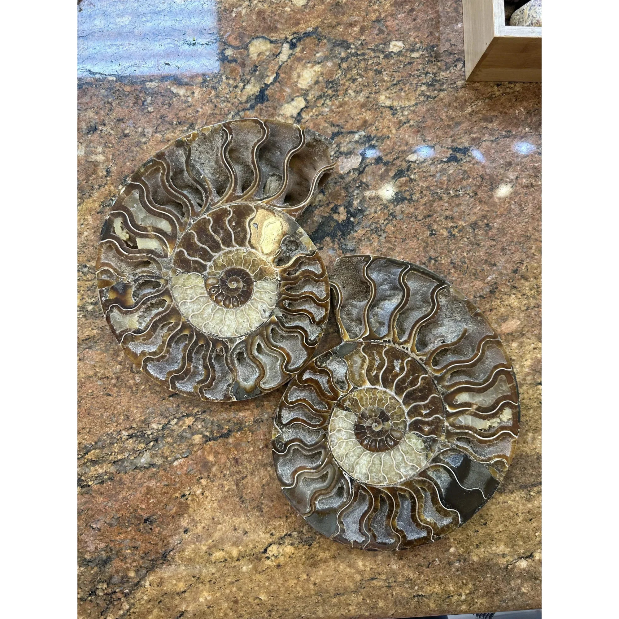 Cleoniceras Cleon Ammonite- 10″ x 9″ Prehistoric Online