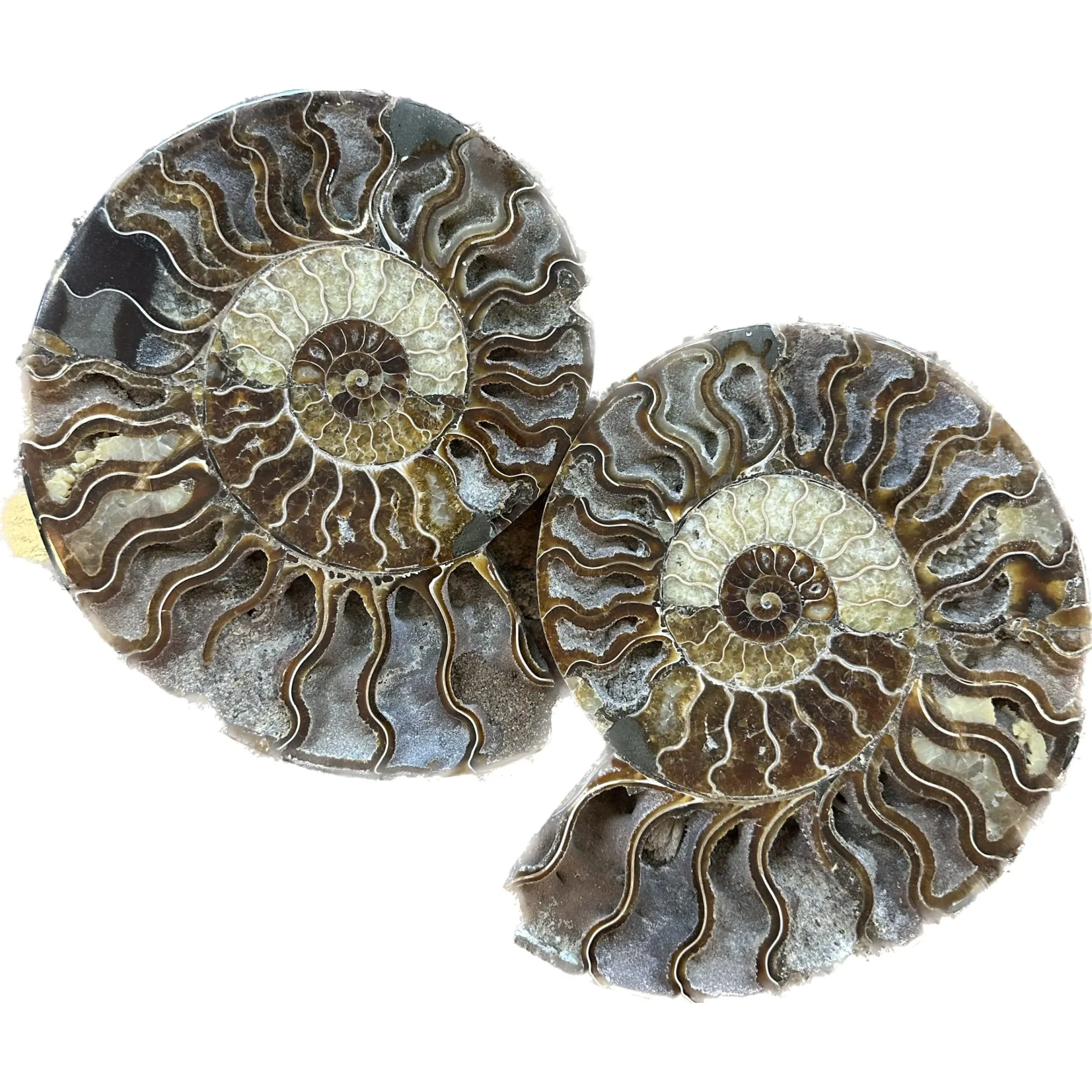 Cleoniceras Cleon Ammonite- 10″ x 9″ Prehistoric Online