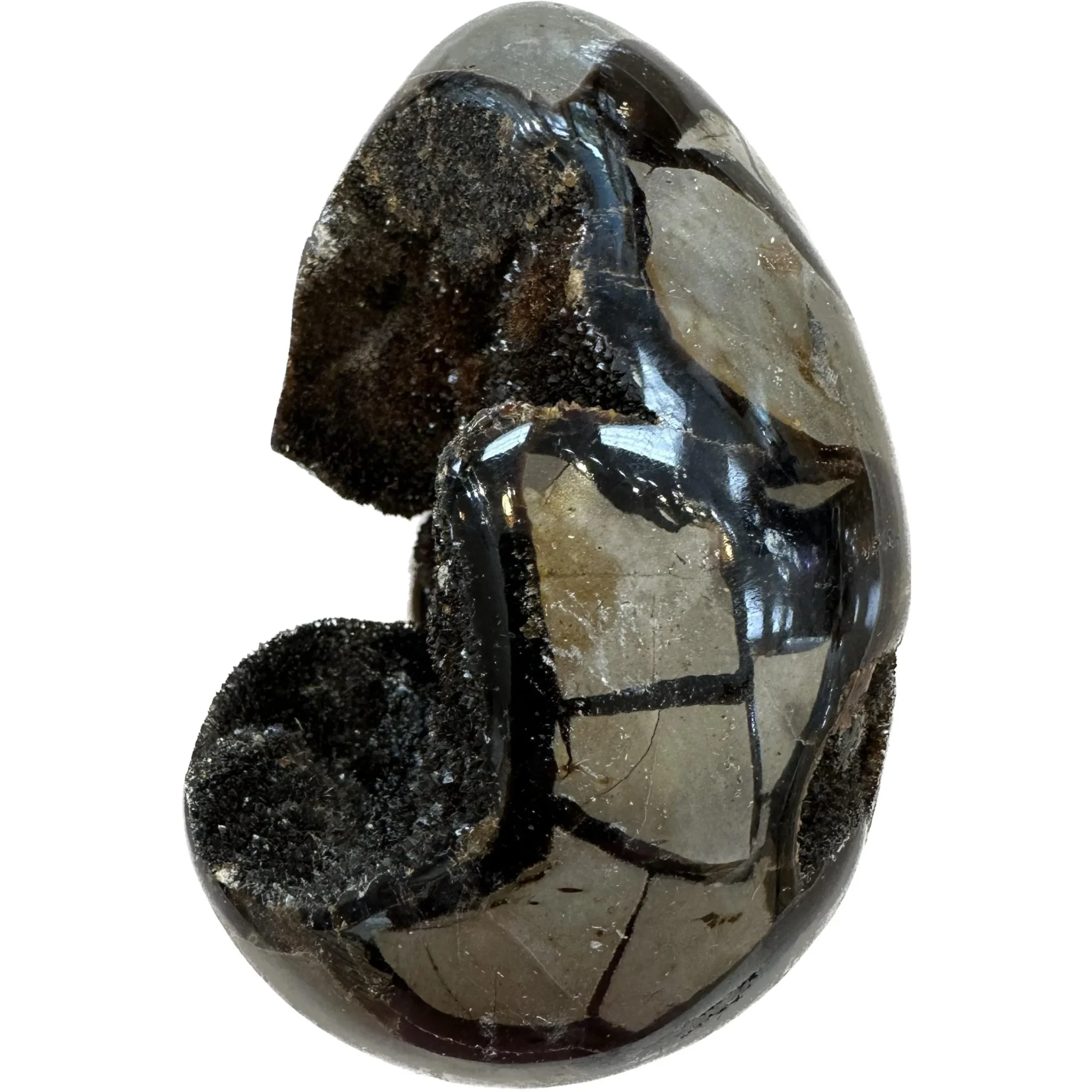 Septarian Dragon Egg – open chamber Prehistoric Online