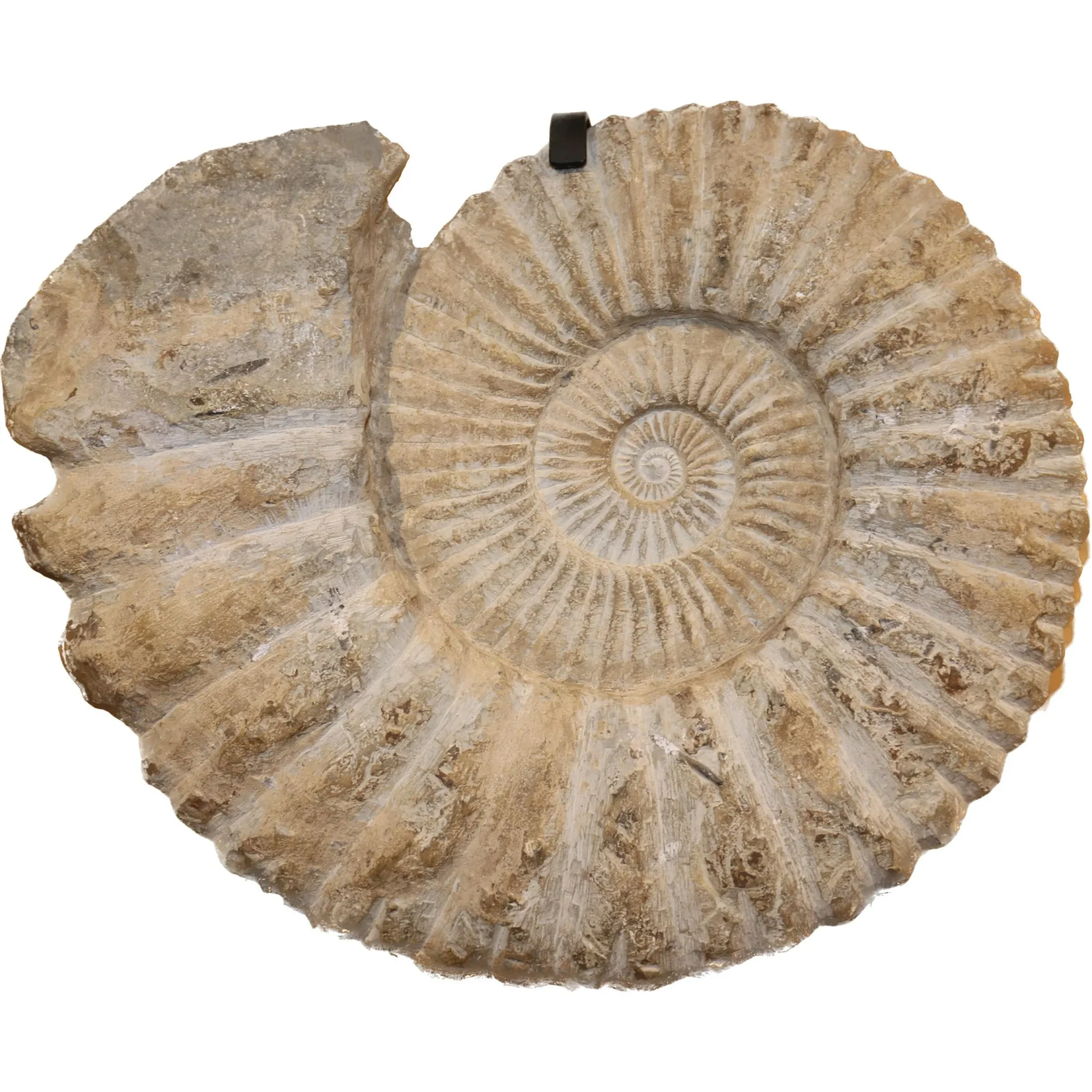 This is a picture of an Agadir ammonite, showing the perfectly spaced ridges the shell of the creature had.