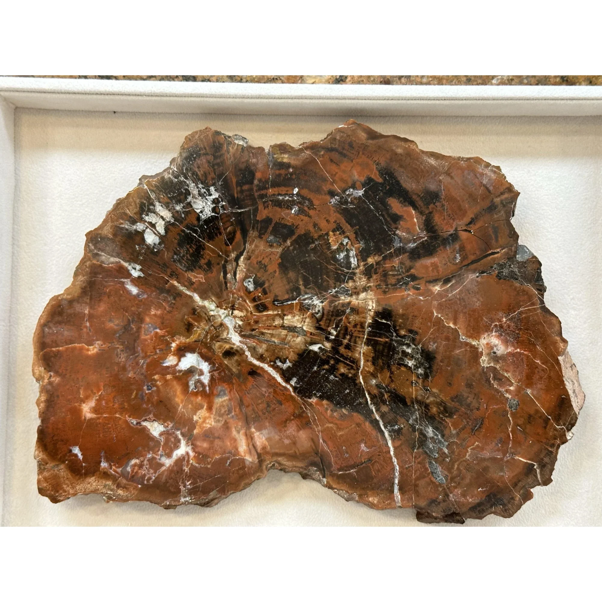 Petrified Wood Slice S. Central Utah Prehistoric Online