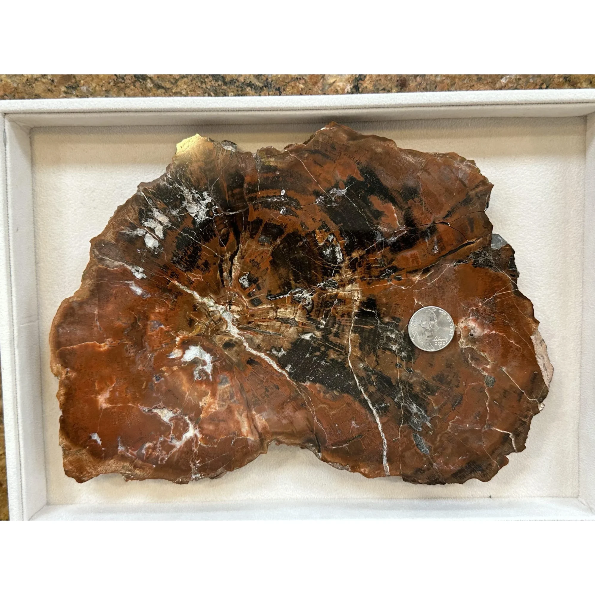 Petrified Wood Slice S. Central Utah Prehistoric Online