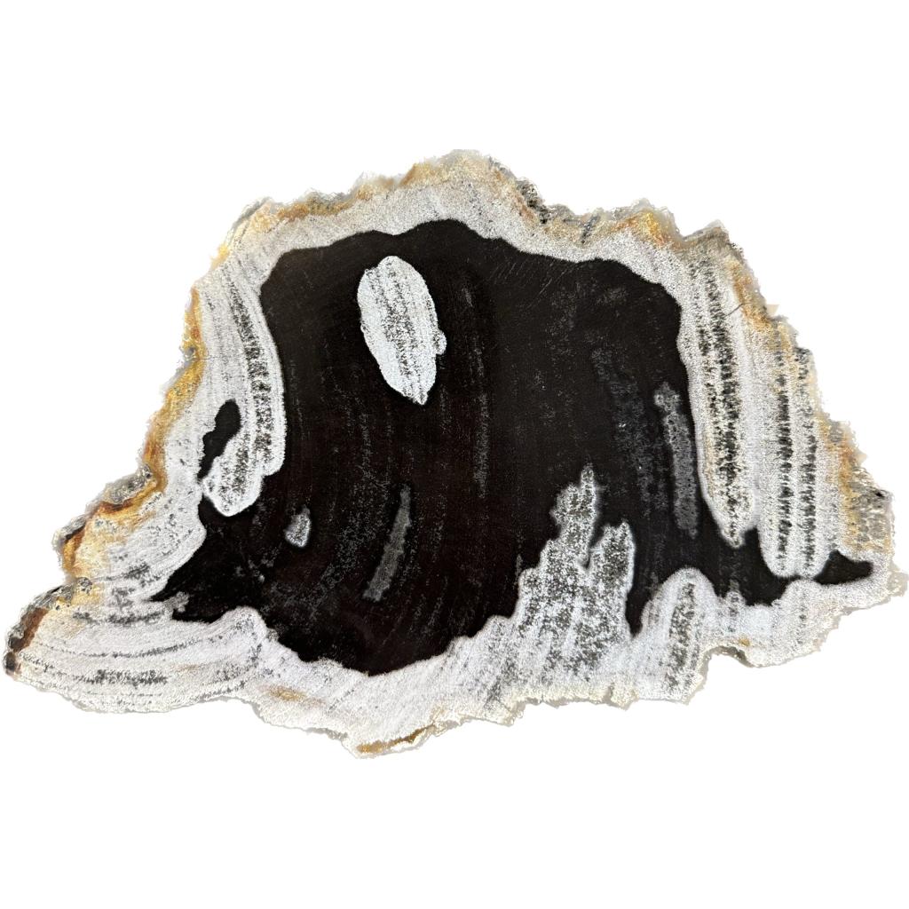 This is a picture of a petrified wood slice. It is mostly black in color but has a beautiful white "border"