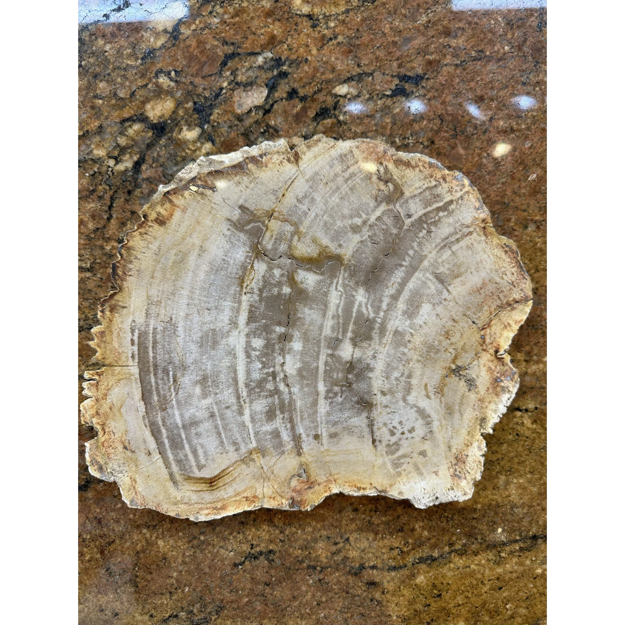 petrified wood fossils