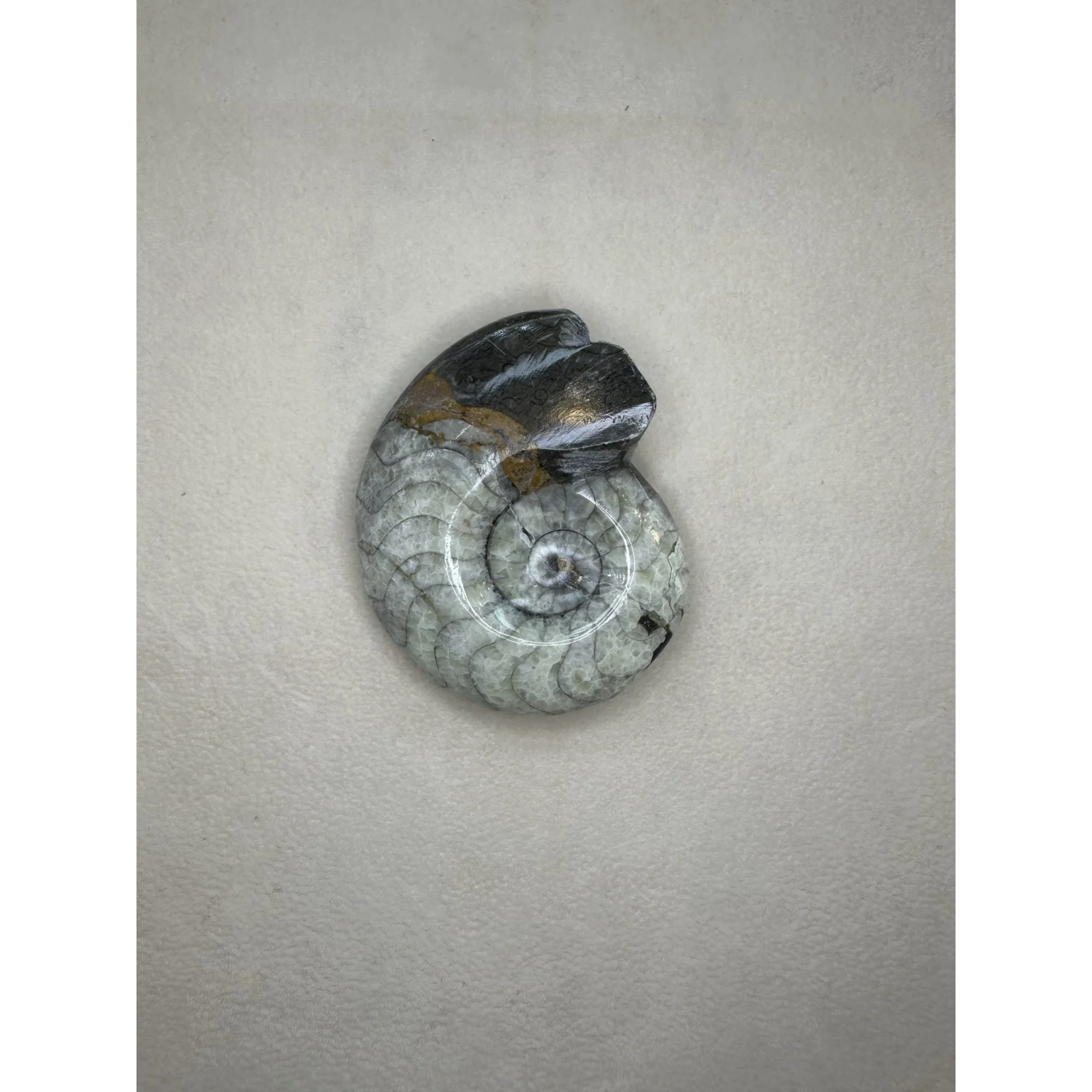 Goniatite Ammonite, Morocco Prehistoric Online