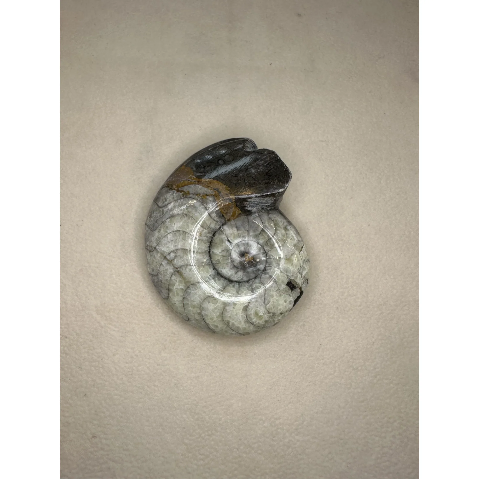 Goniatite Ammonite, Morocco Prehistoric Online