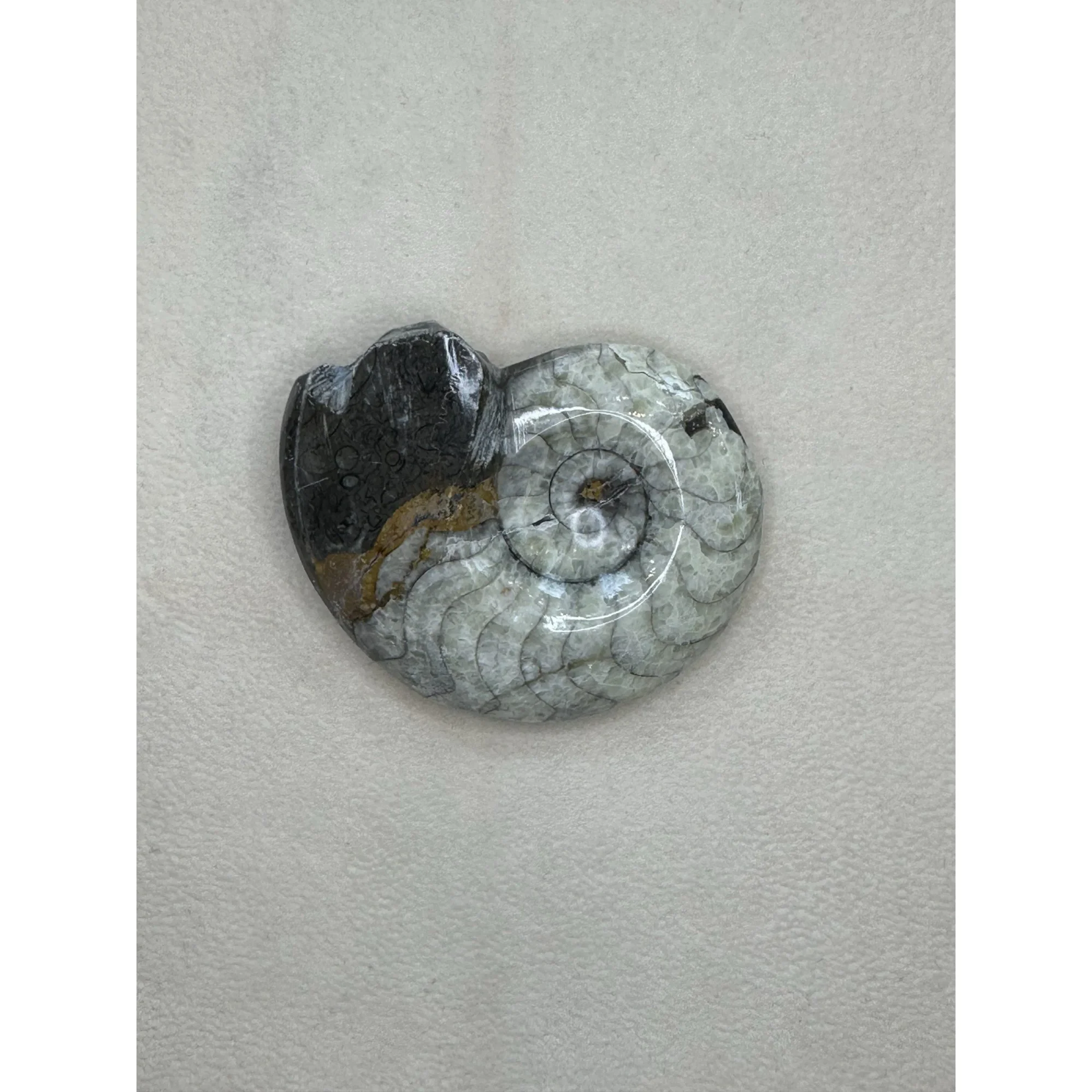 Goniatite Ammonite, Morocco Prehistoric Online