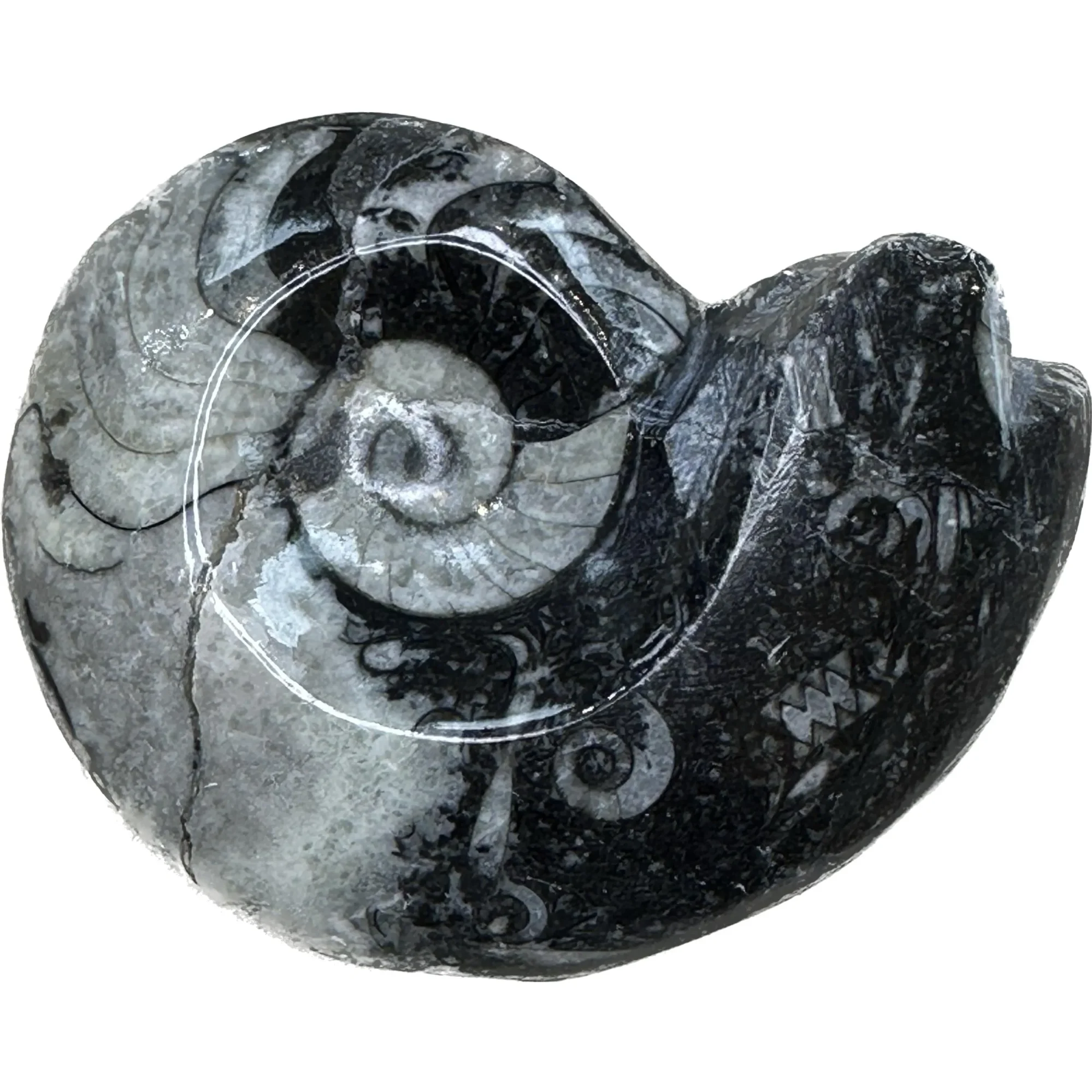 Goniatite Ammonite, Morocco Prehistoric Online