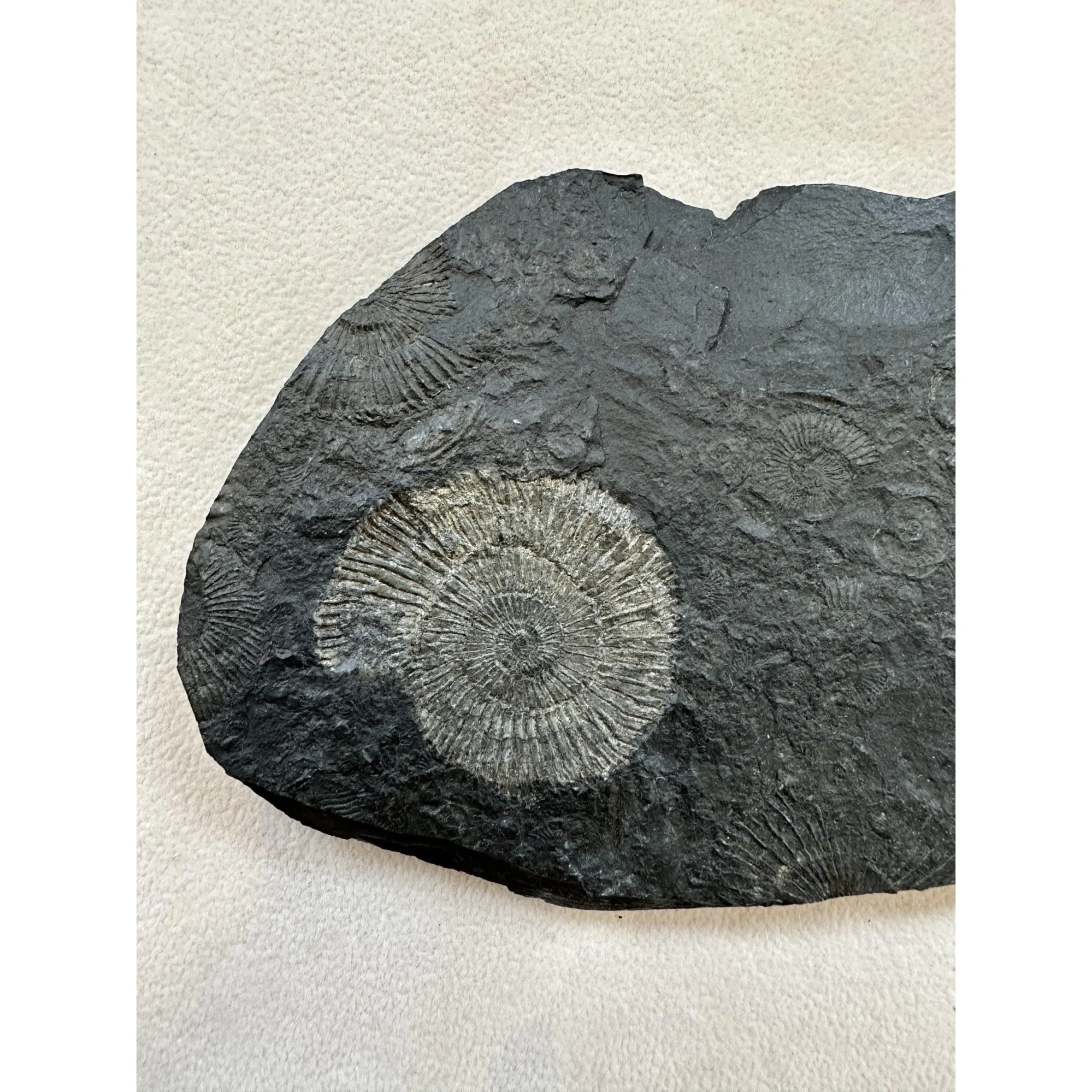 Dactylioceras Ammonite – Pyritized Prehistoric Online