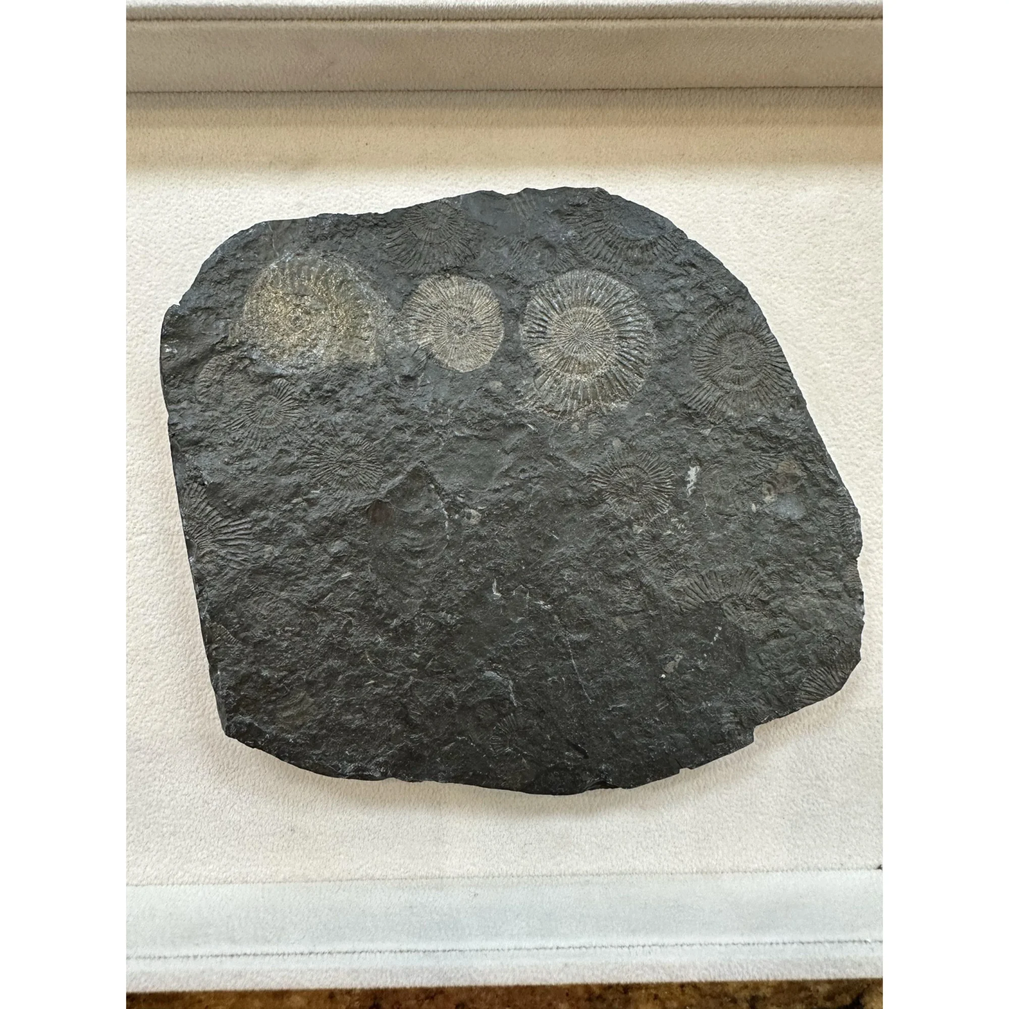 Dactylioceras Ammonite – Pyritized Prehistoric Online