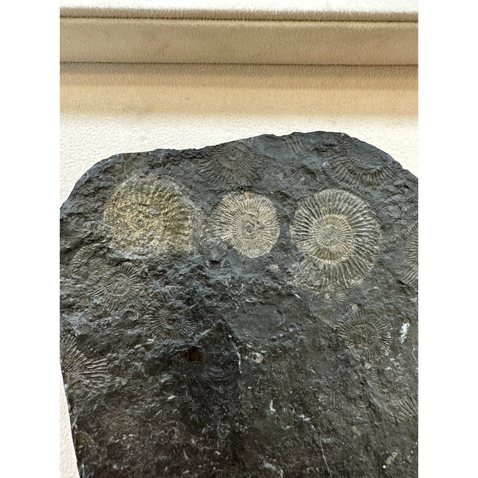 Dactylioceras Ammonite – Pyritized Prehistoric Online