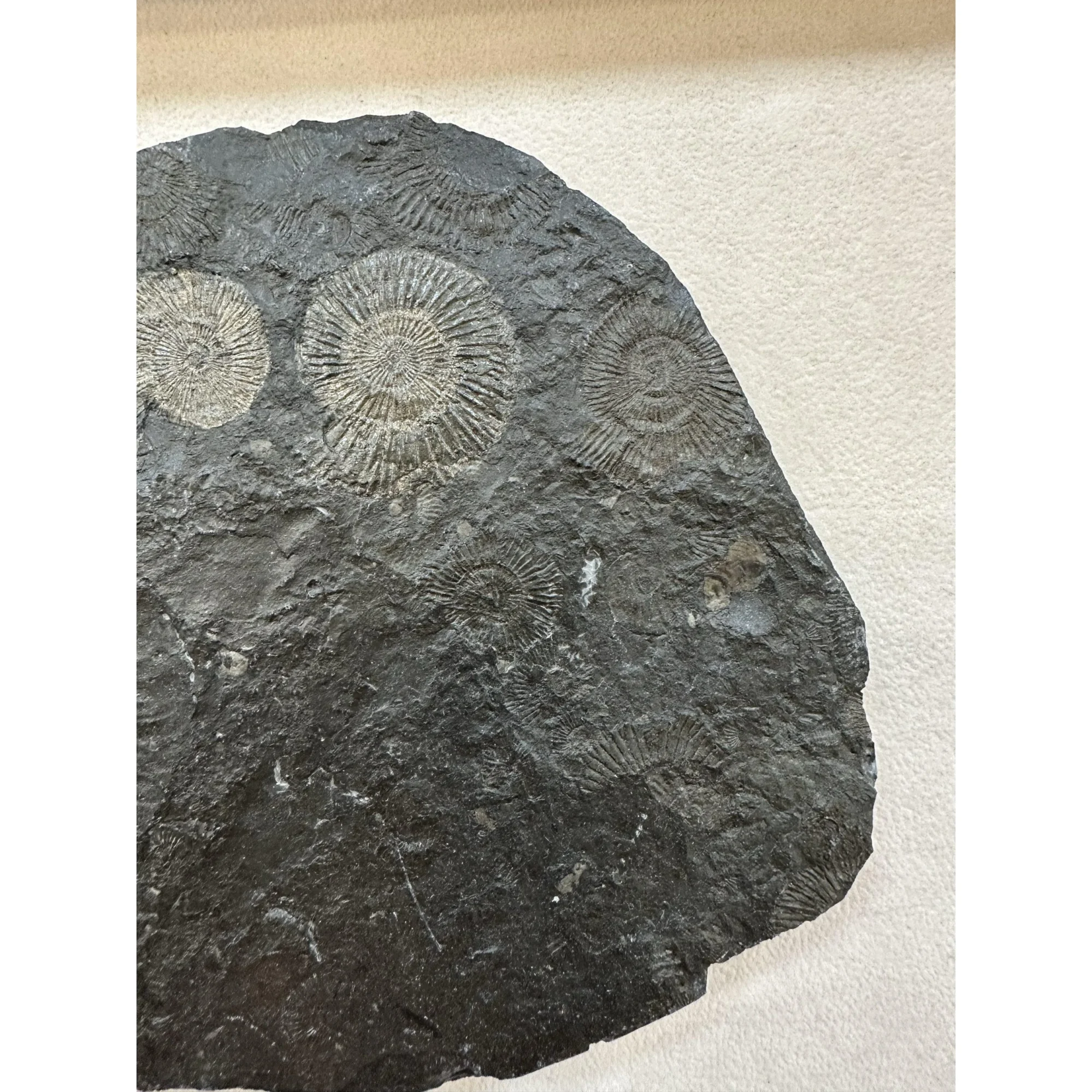 Dactylioceras Ammonite – Pyritized Prehistoric Online