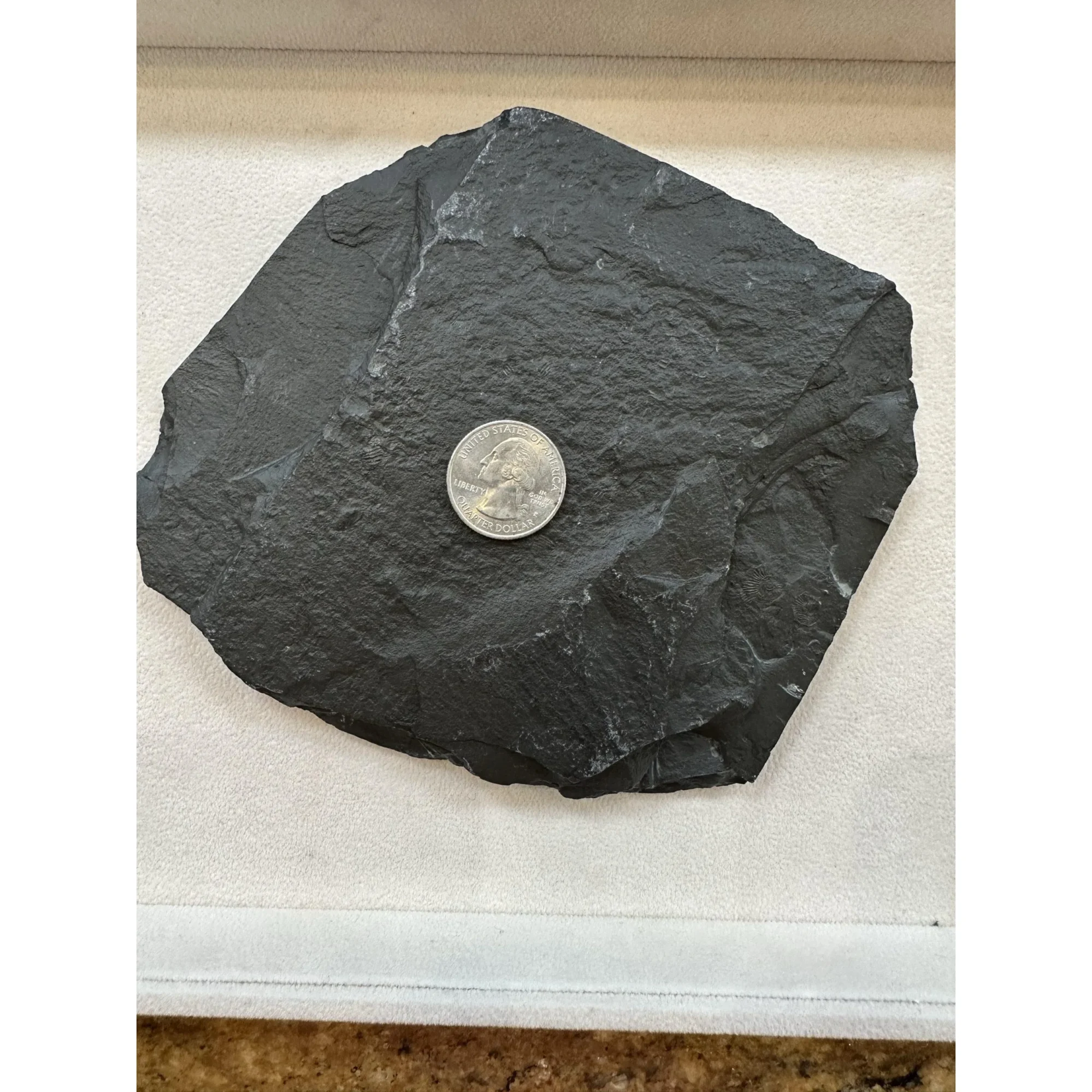 Dactylioceras Ammonite – Pyritized Prehistoric Online