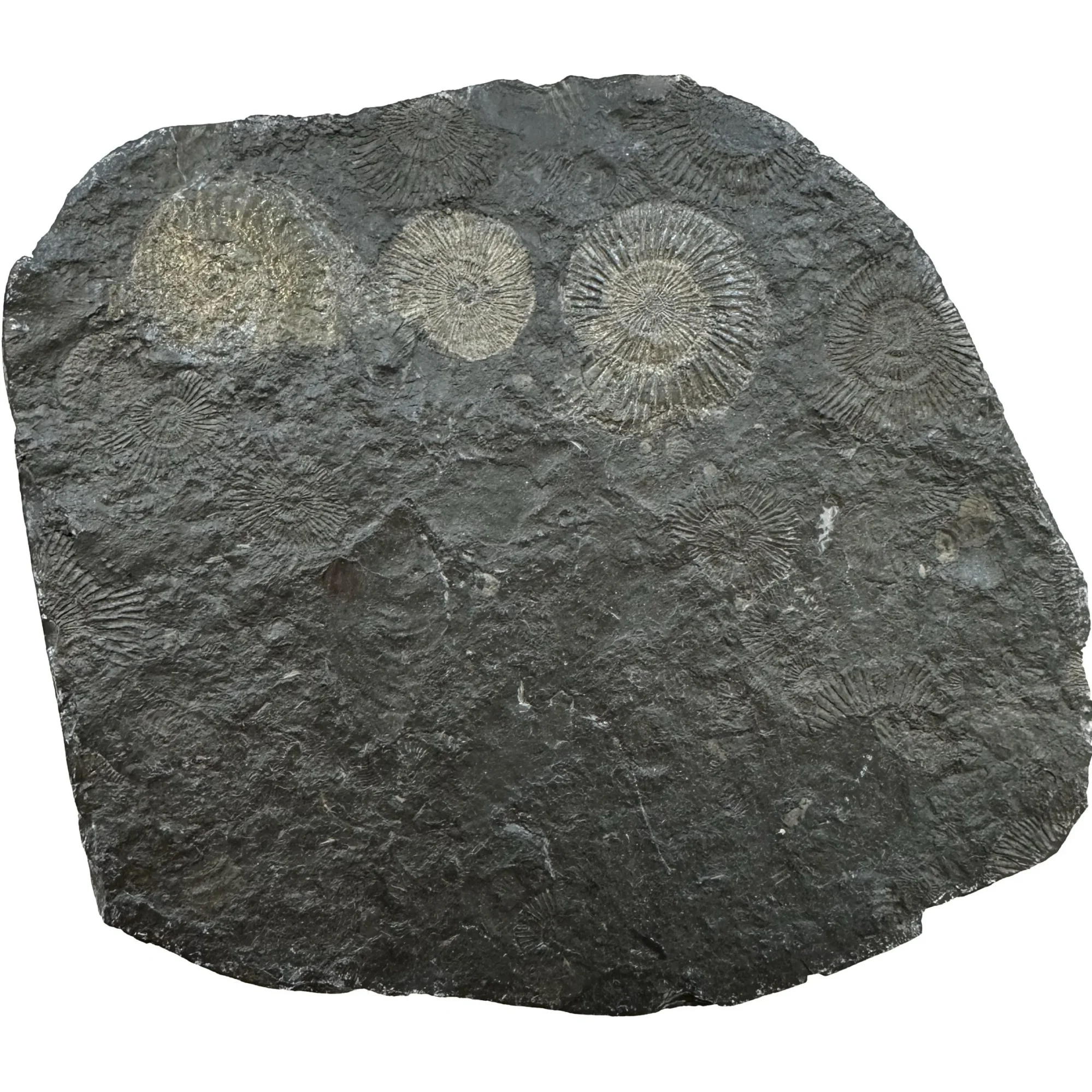 Dactylioceras Ammonite – Pyritized Prehistoric Online