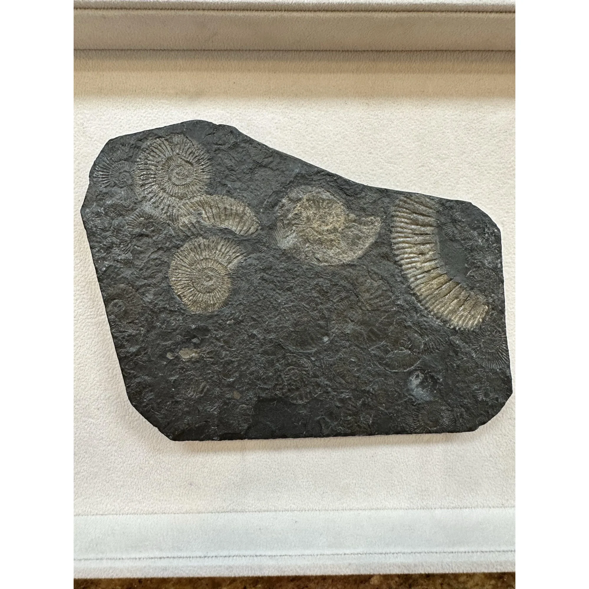 Ammonite Dactylioceras – Pyritized Prehistoric Online