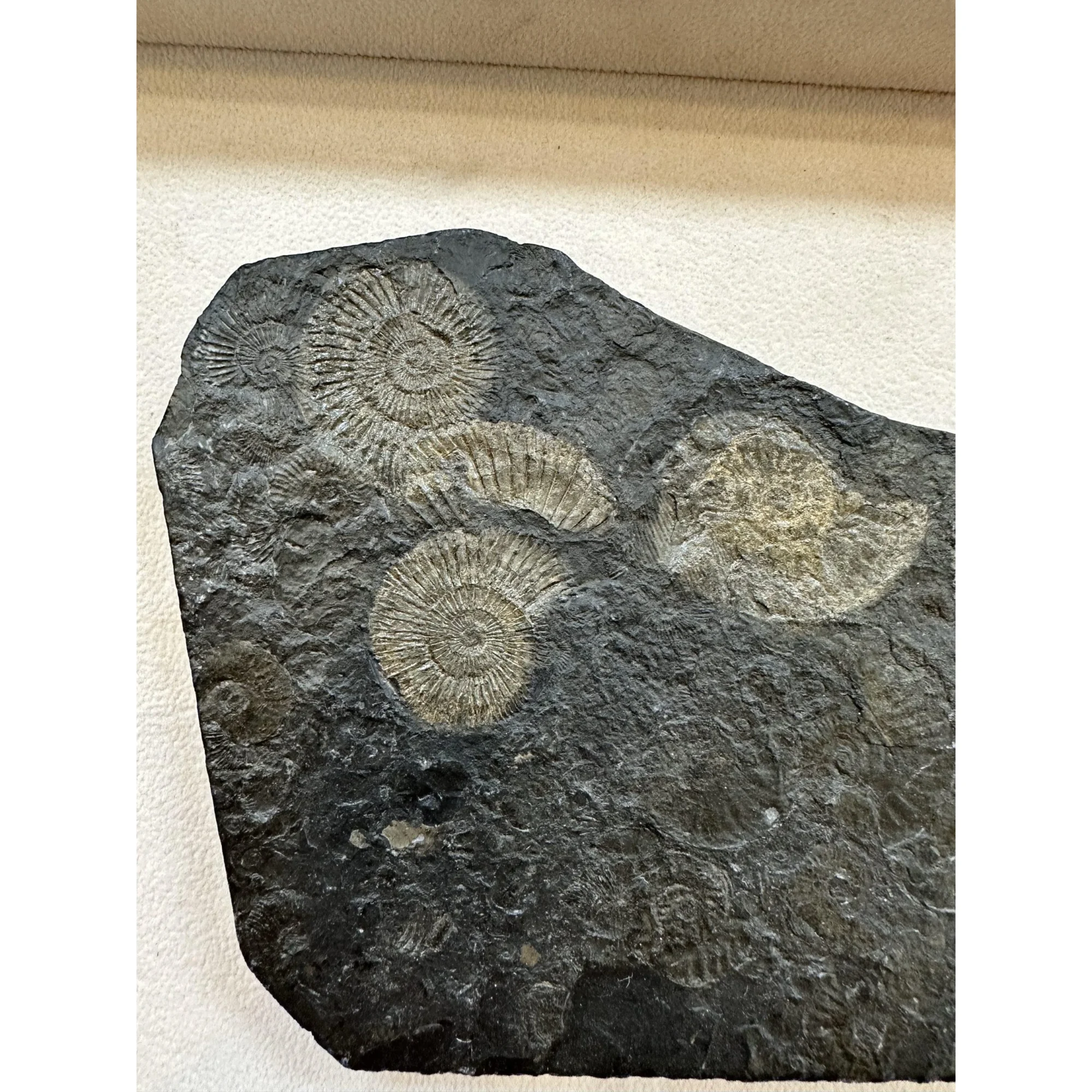 Ammonite Dactylioceras – Pyritized Prehistoric Online