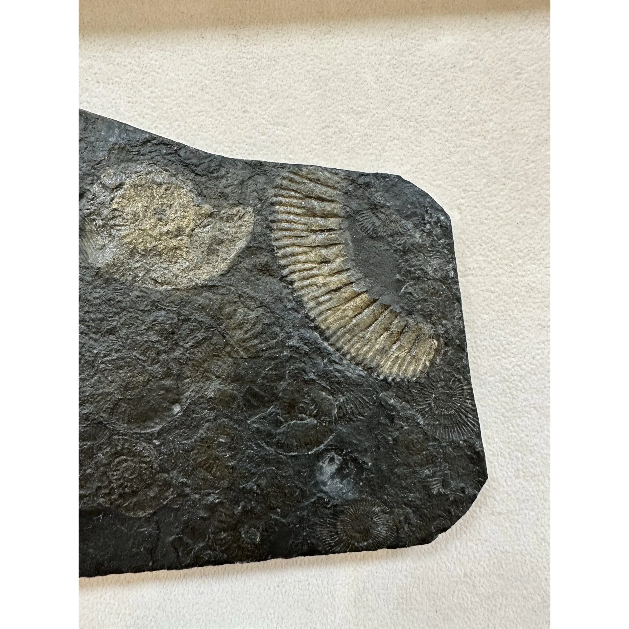 Ammonite Dactylioceras – Pyritized Prehistoric Online