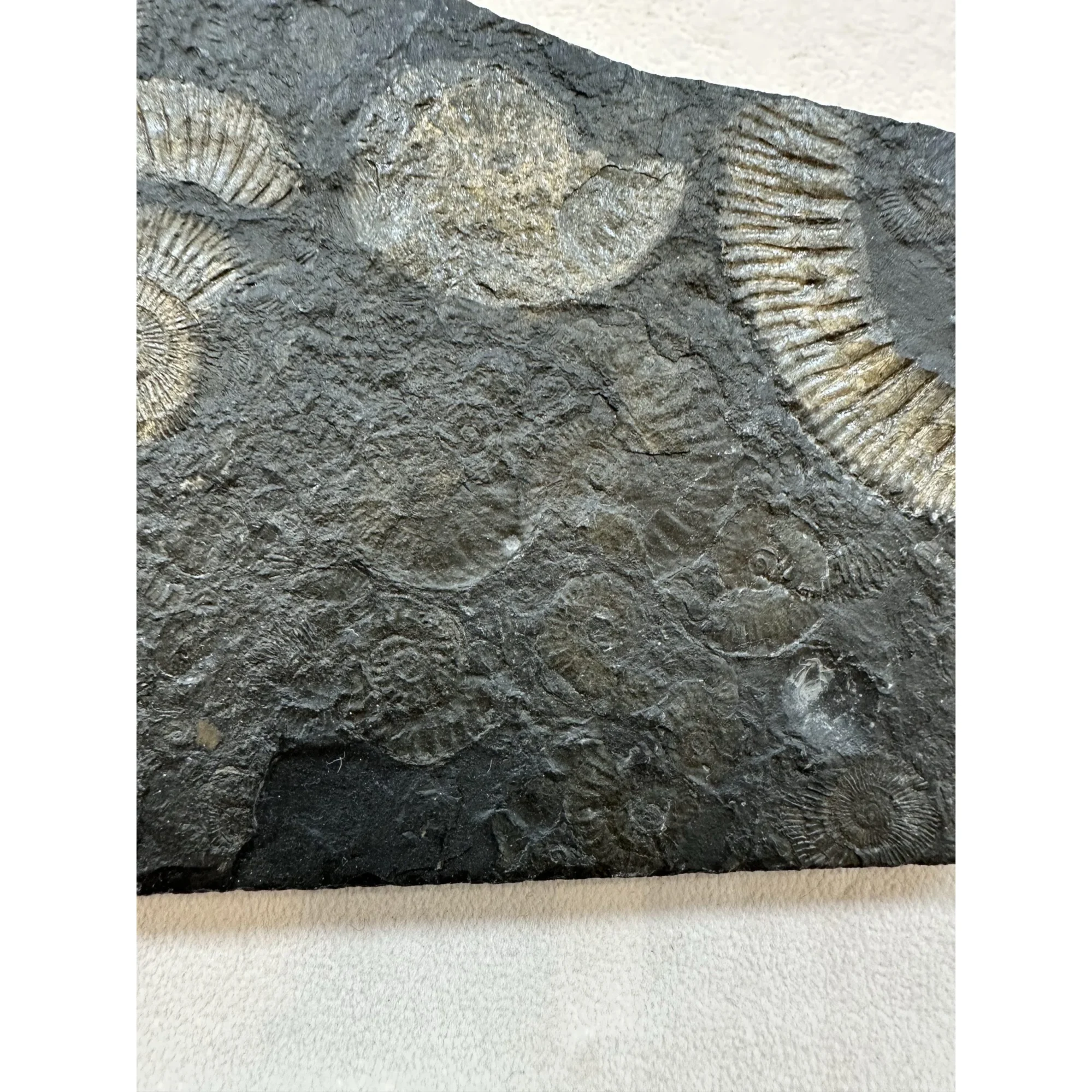 Ammonite Dactylioceras – Pyritized Prehistoric Online