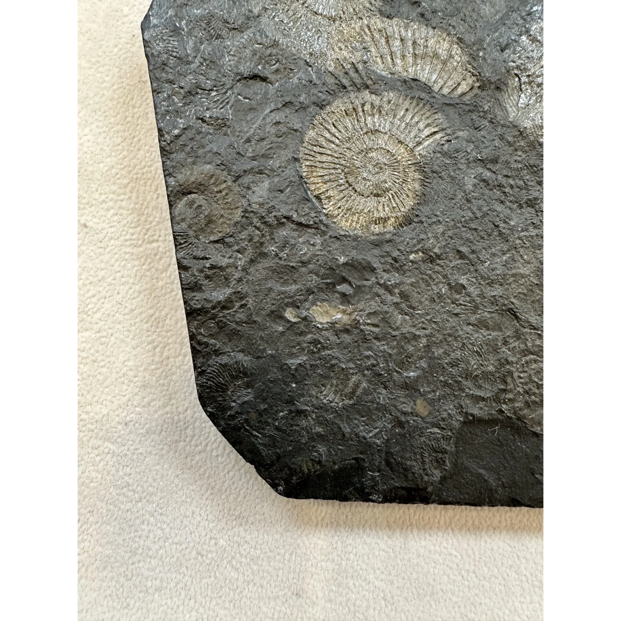 Ammonite Dactylioceras – Pyritized Prehistoric Online