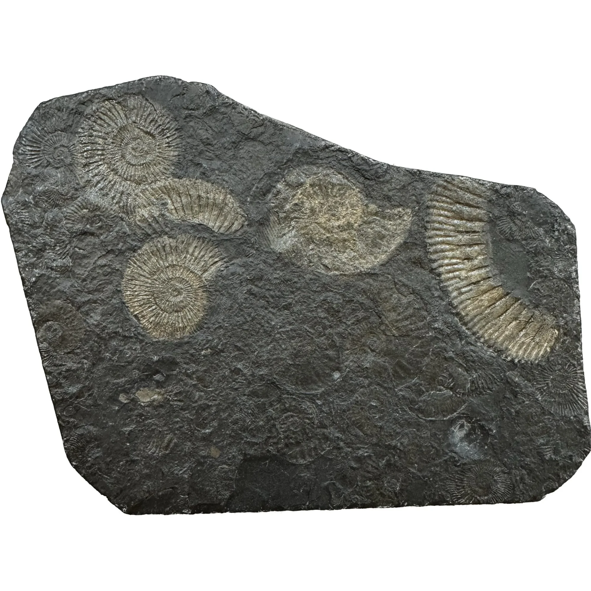 Ammonite Dactylioceras – Pyritized Prehistoric Online