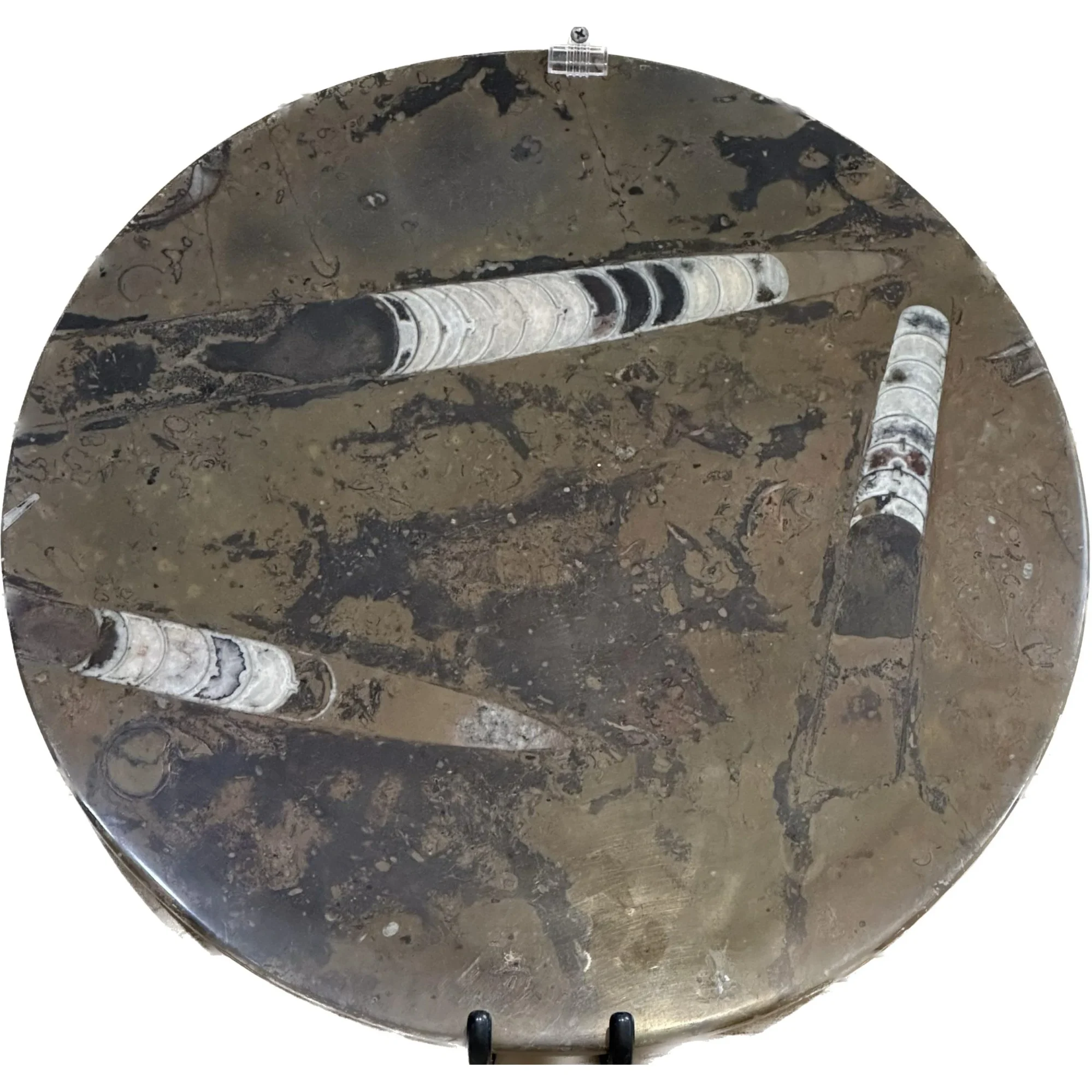 Fossil decorative round – 17 1/2″ Prehistoric Online