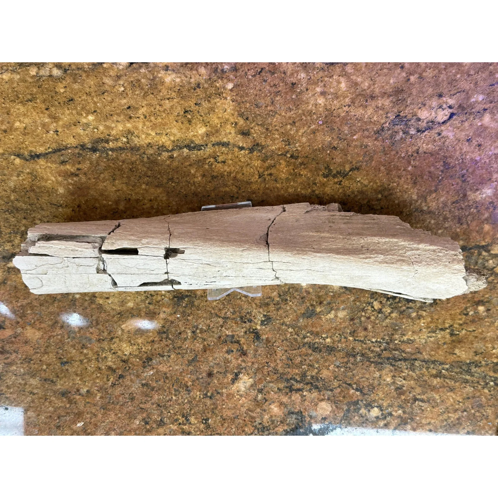 Hadrosaur Ulna Bone – Hell Creek Prehistoric Online