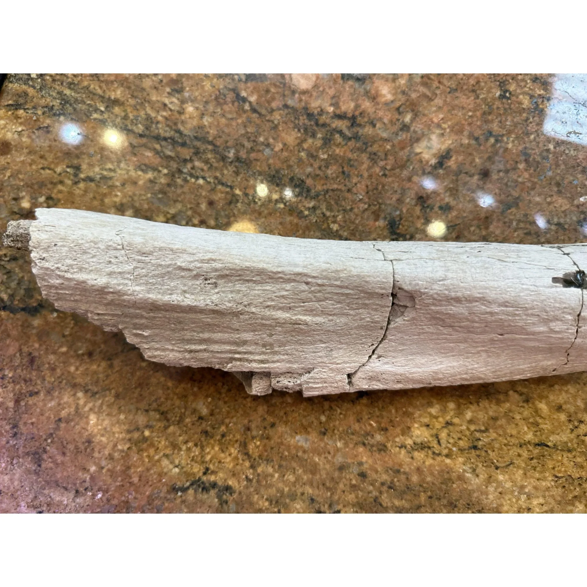 Hadrosaur Ulna Bone – Hell Creek Prehistoric Online