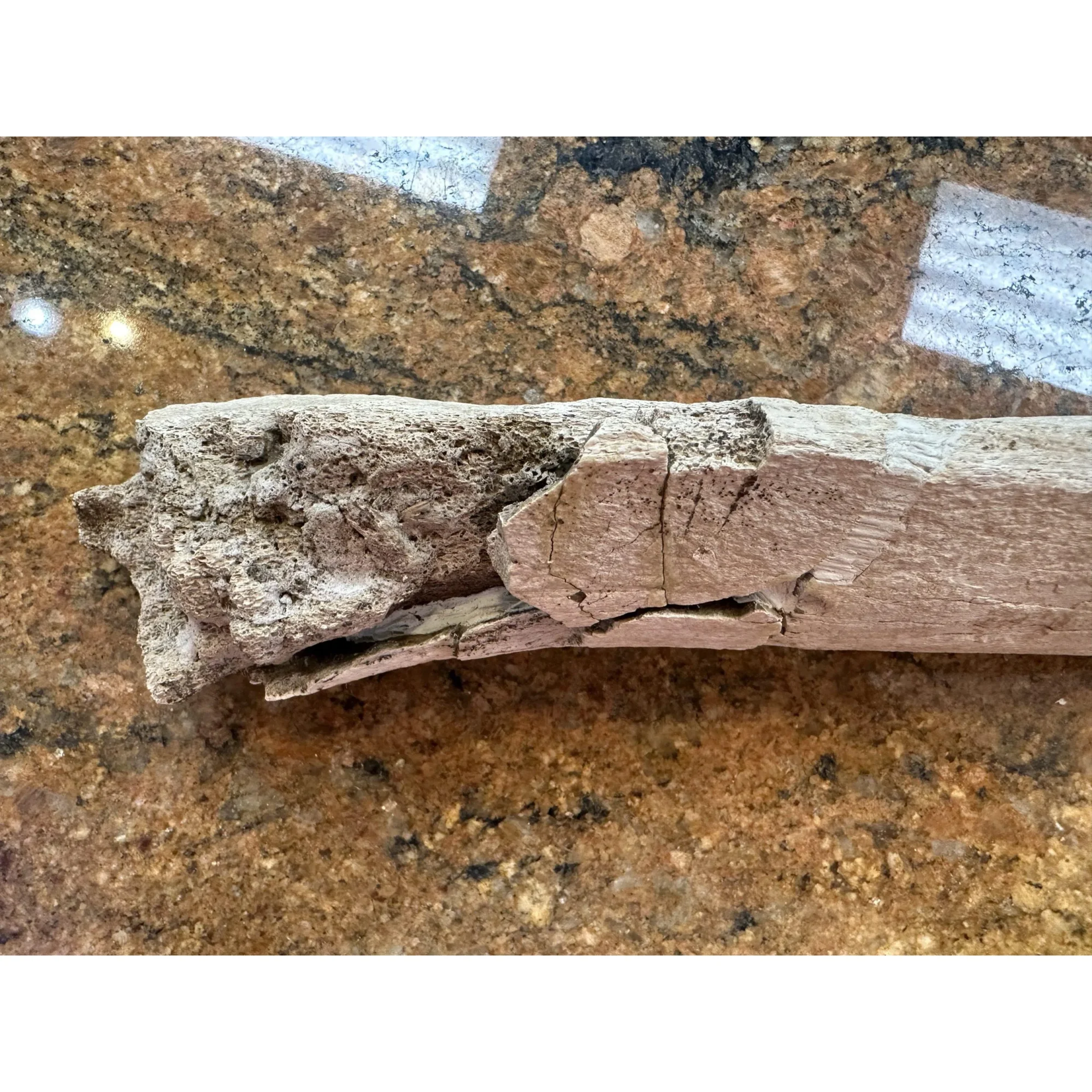 Hadrosaur Ulna Bone – Hell Creek Prehistoric Online