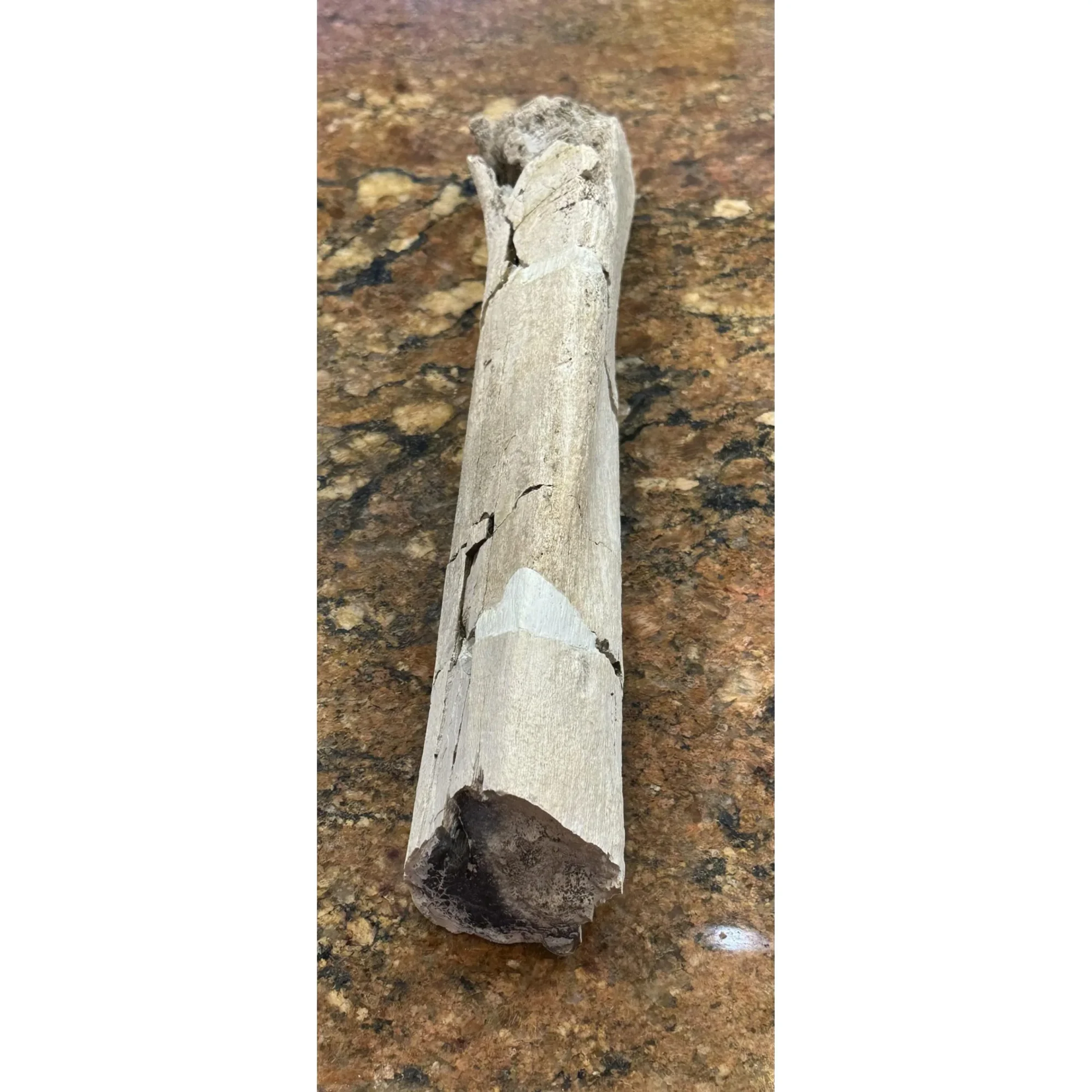 Hadrosaur Ulna Bone – Hell Creek Prehistoric Online