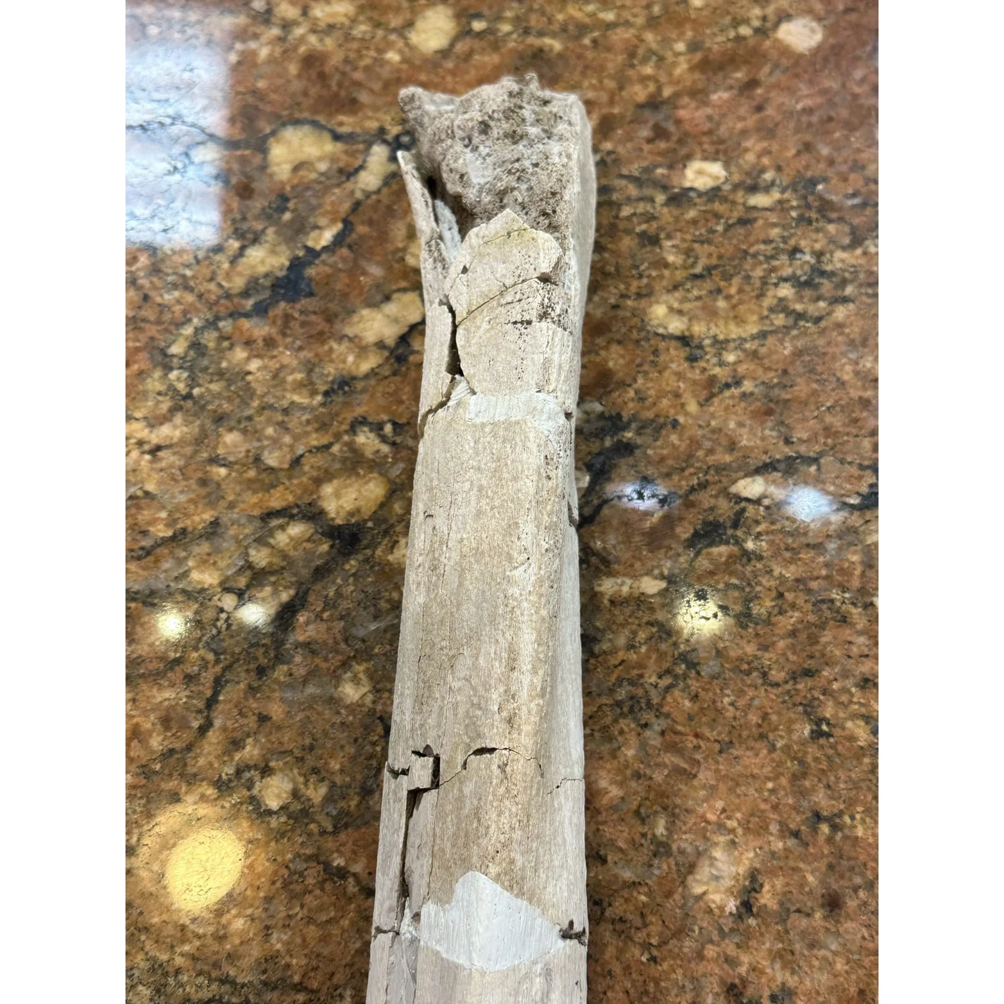 Hadrosaur Ulna Bone – Hell Creek Prehistoric Online