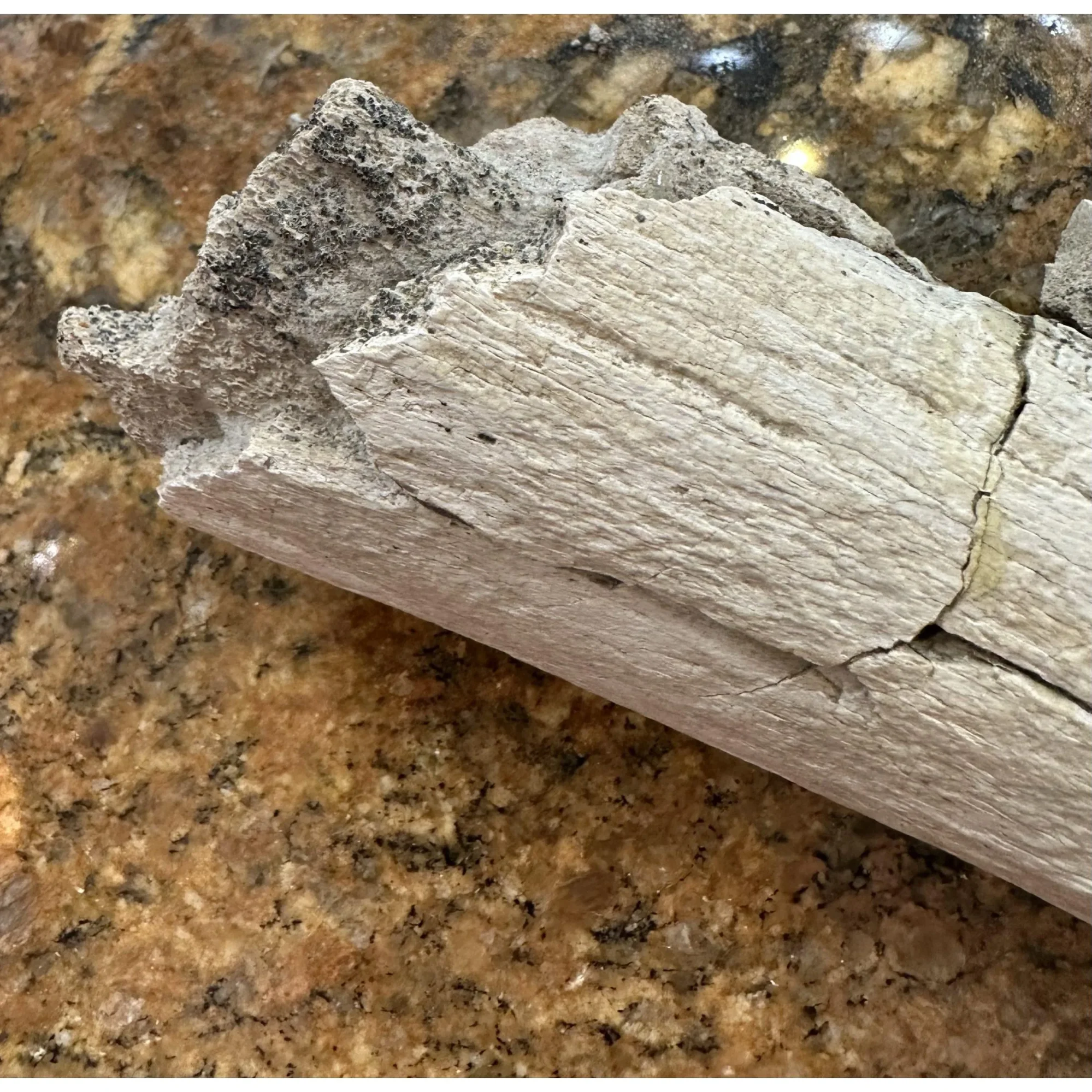 Hadrosaur Ulna Bone – Hell Creek Prehistoric Online