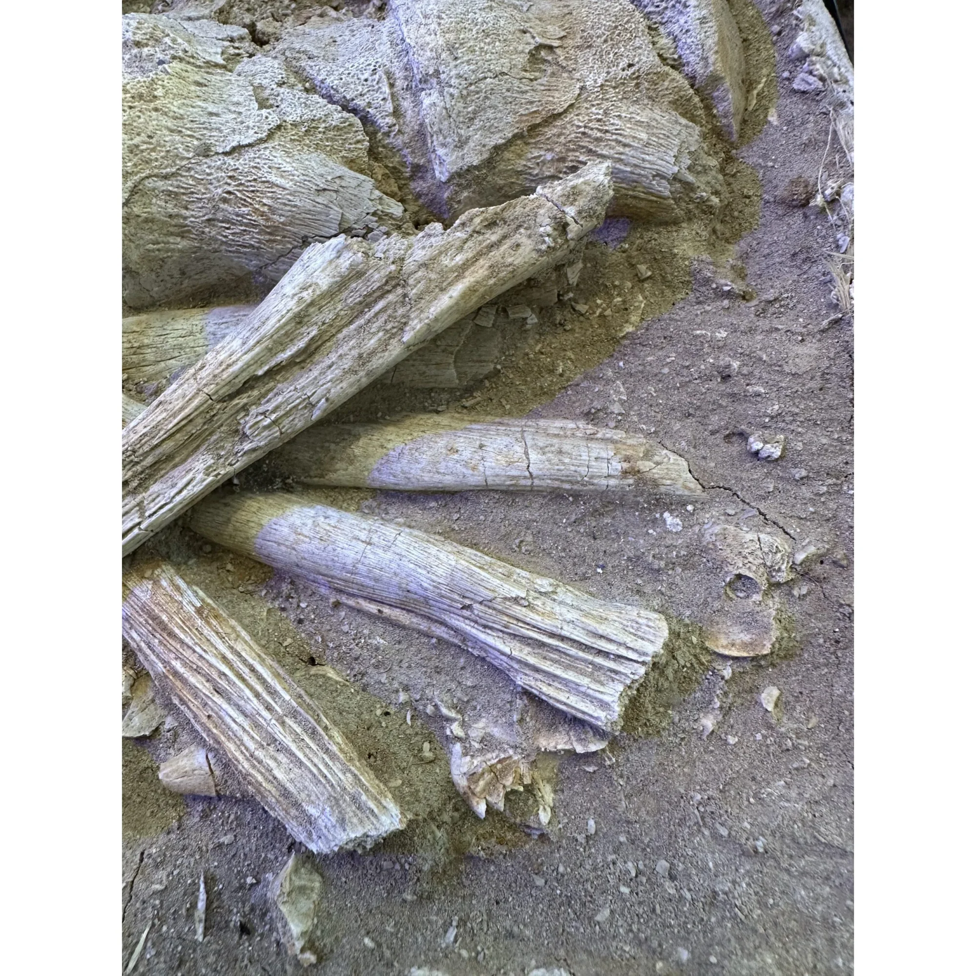 Mosasaur Spine Column in field jacket Prehistoric Online