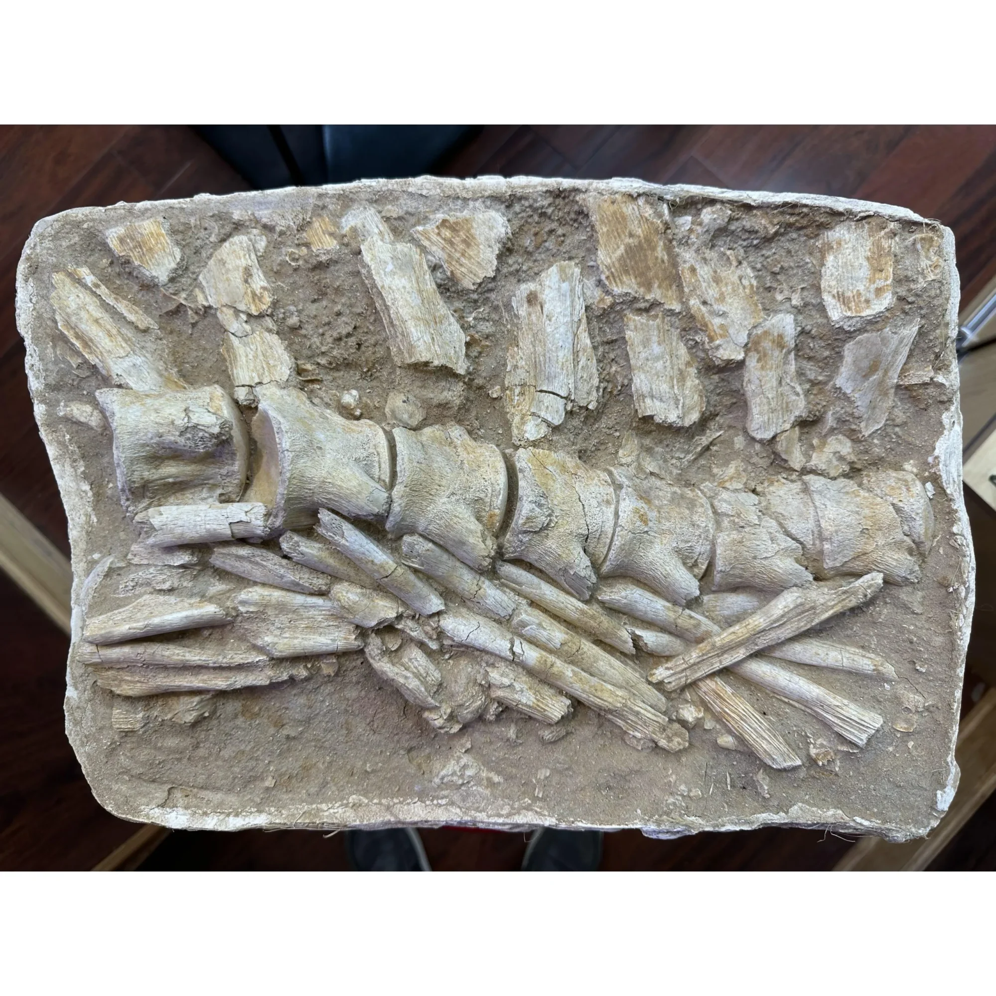 Mosasaur Spine Column in field jacket Prehistoric Online