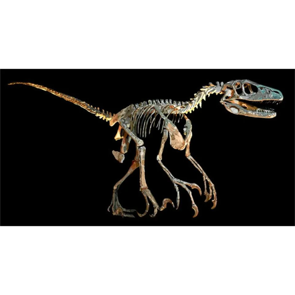 Deinonychus (Over The Years) : r/Dinosaurs