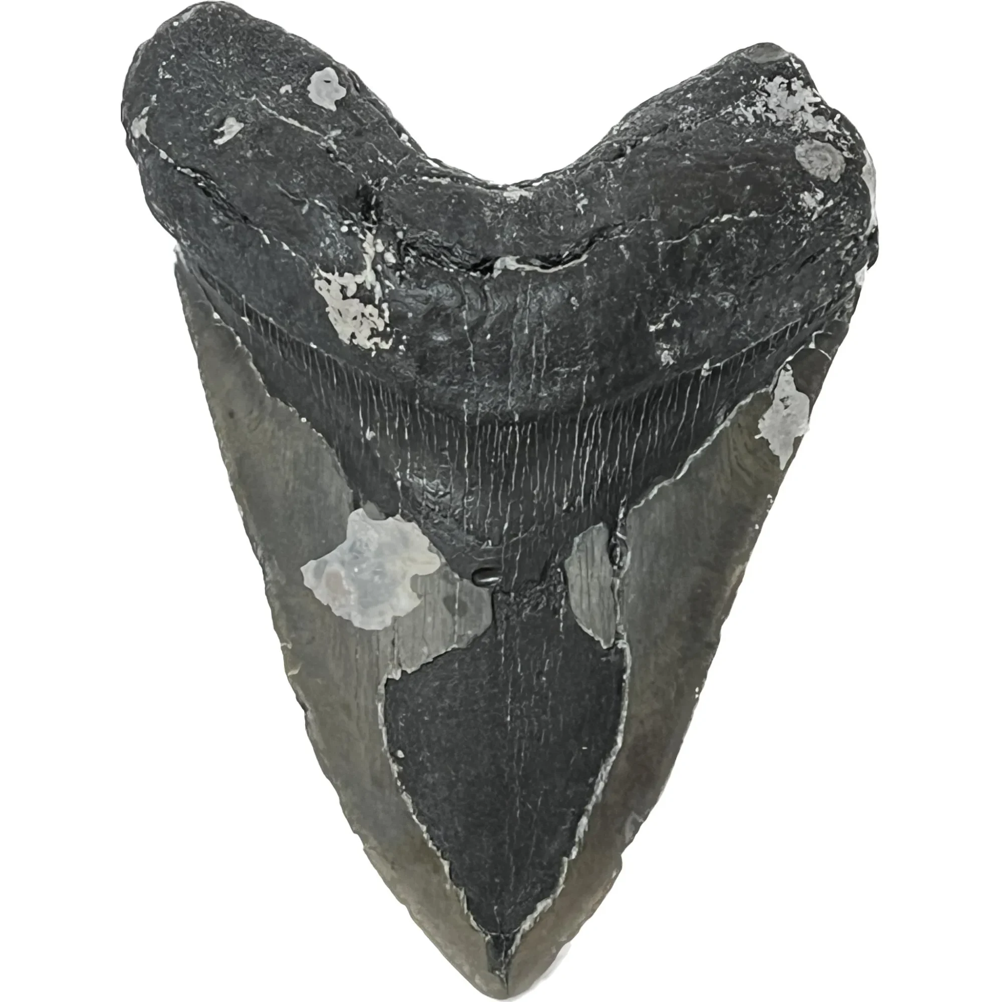 Megalodon Tooth – North Carolina, 6.15″, Ocean Fresh Prehistoric Online