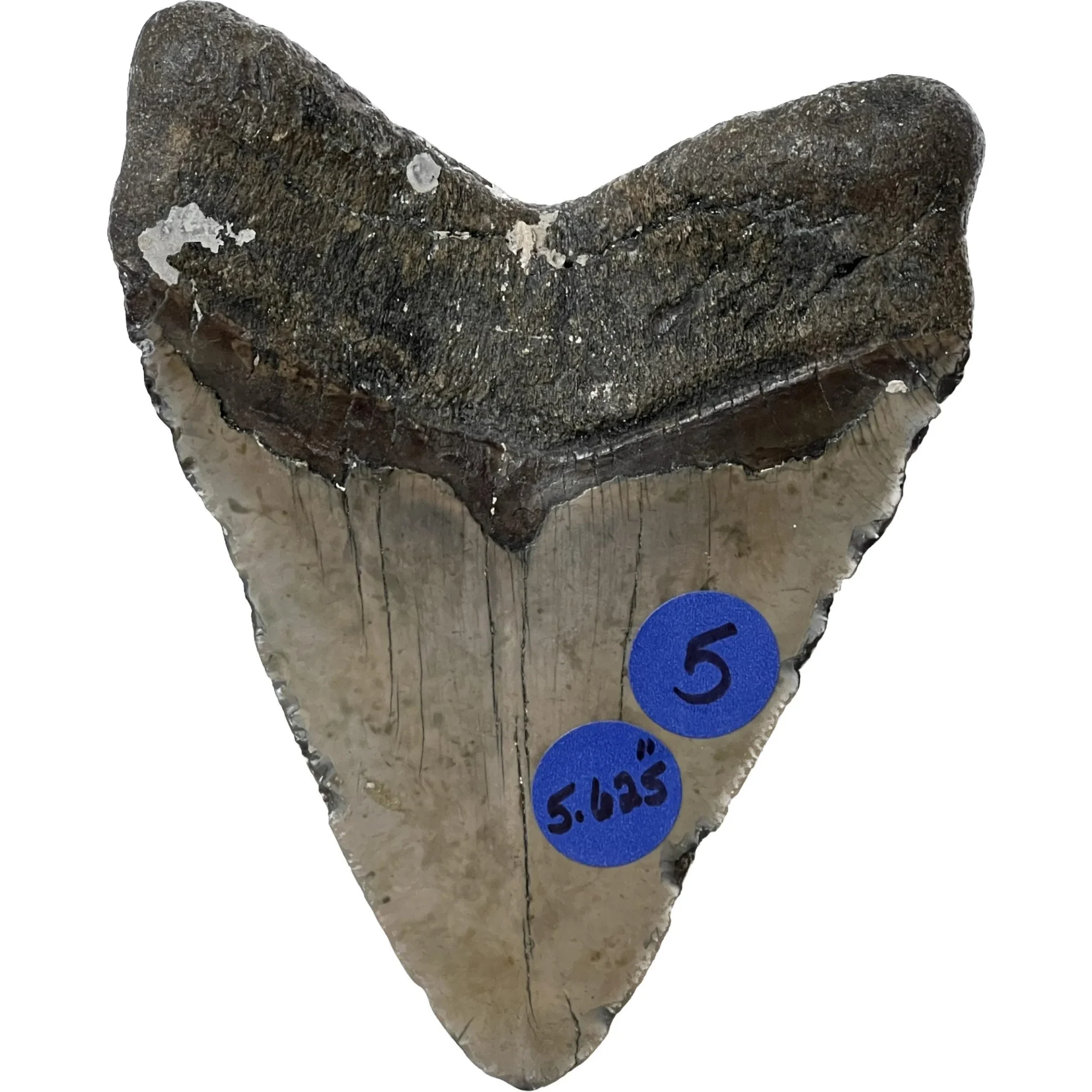 Megalodon Tooth – 5.625″, ocean fresh, N. Carolina Prehistoric Online