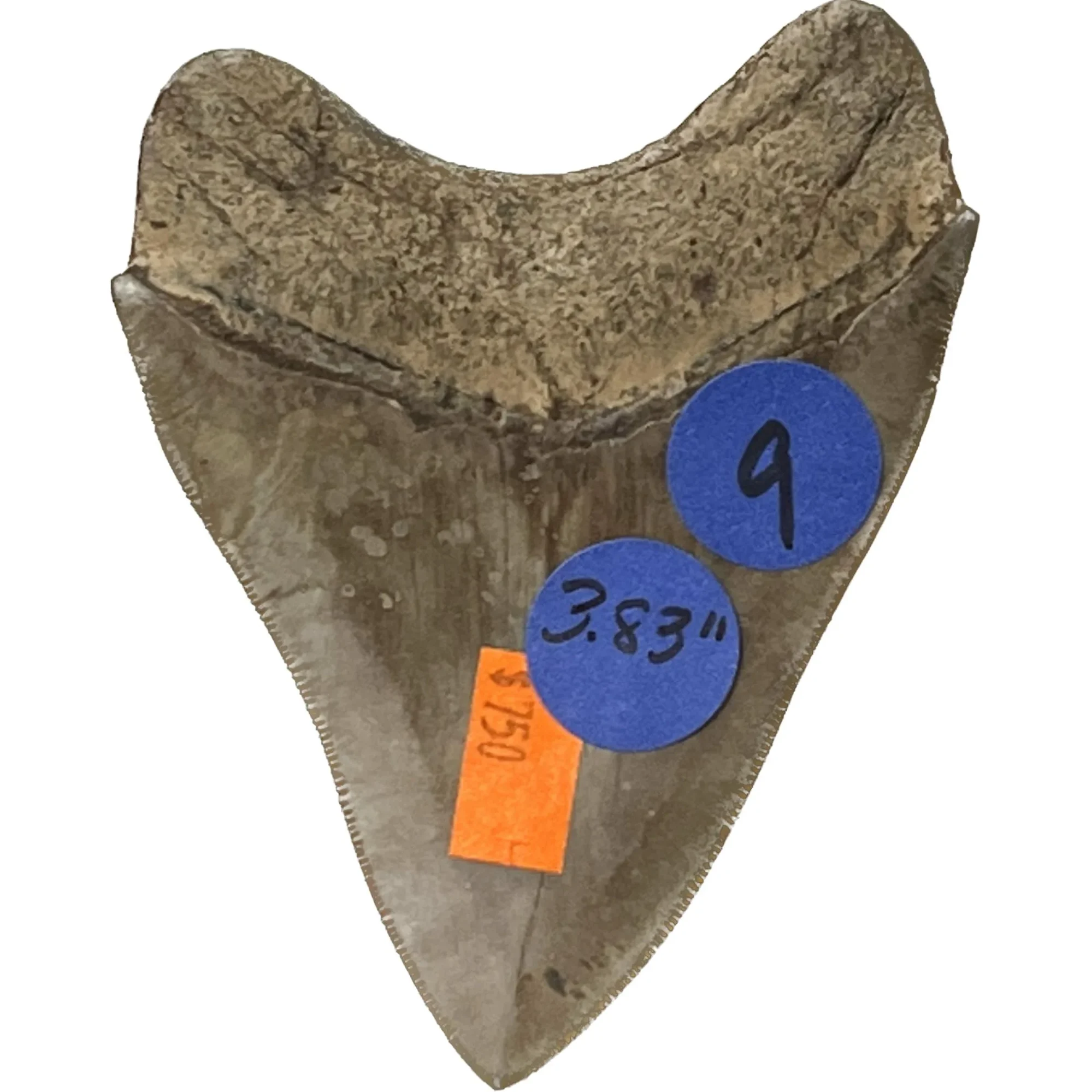 Megalodon Tooth- 3.83″, Georgia Prehistoric Online