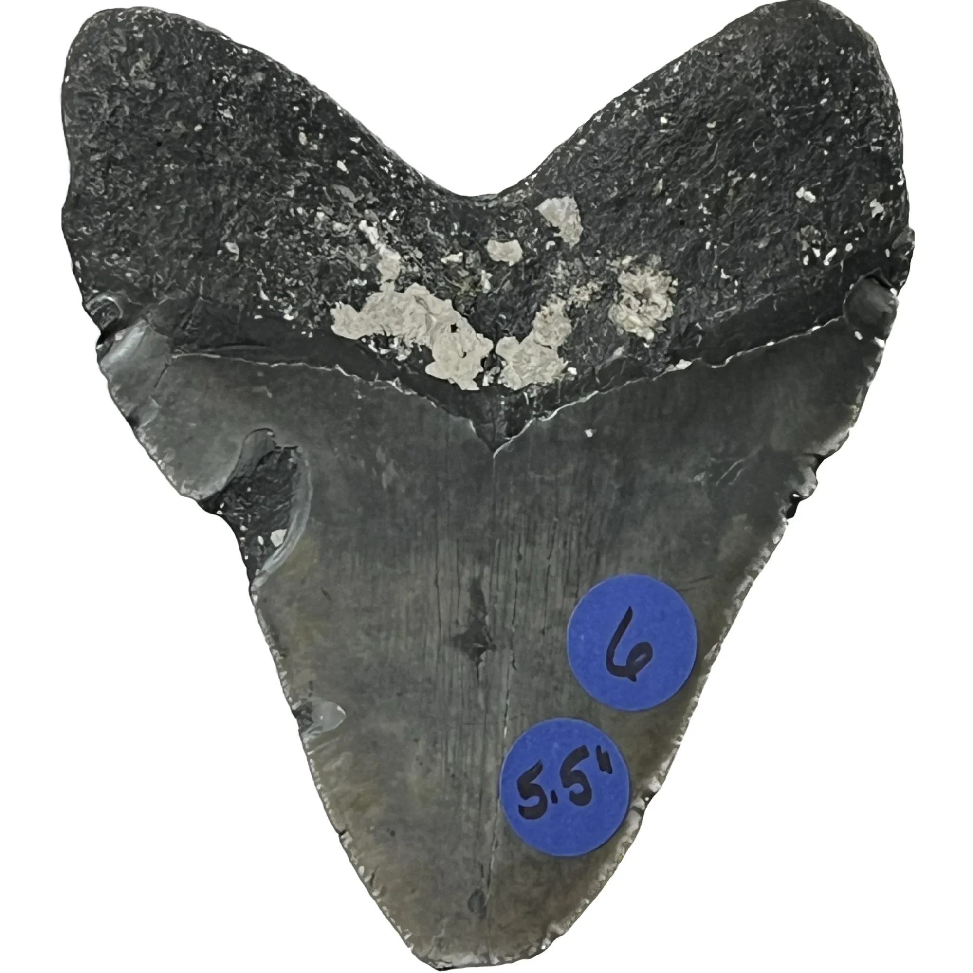 Megalodon Tooth – 5.61″, North Carolina Prehistoric Online