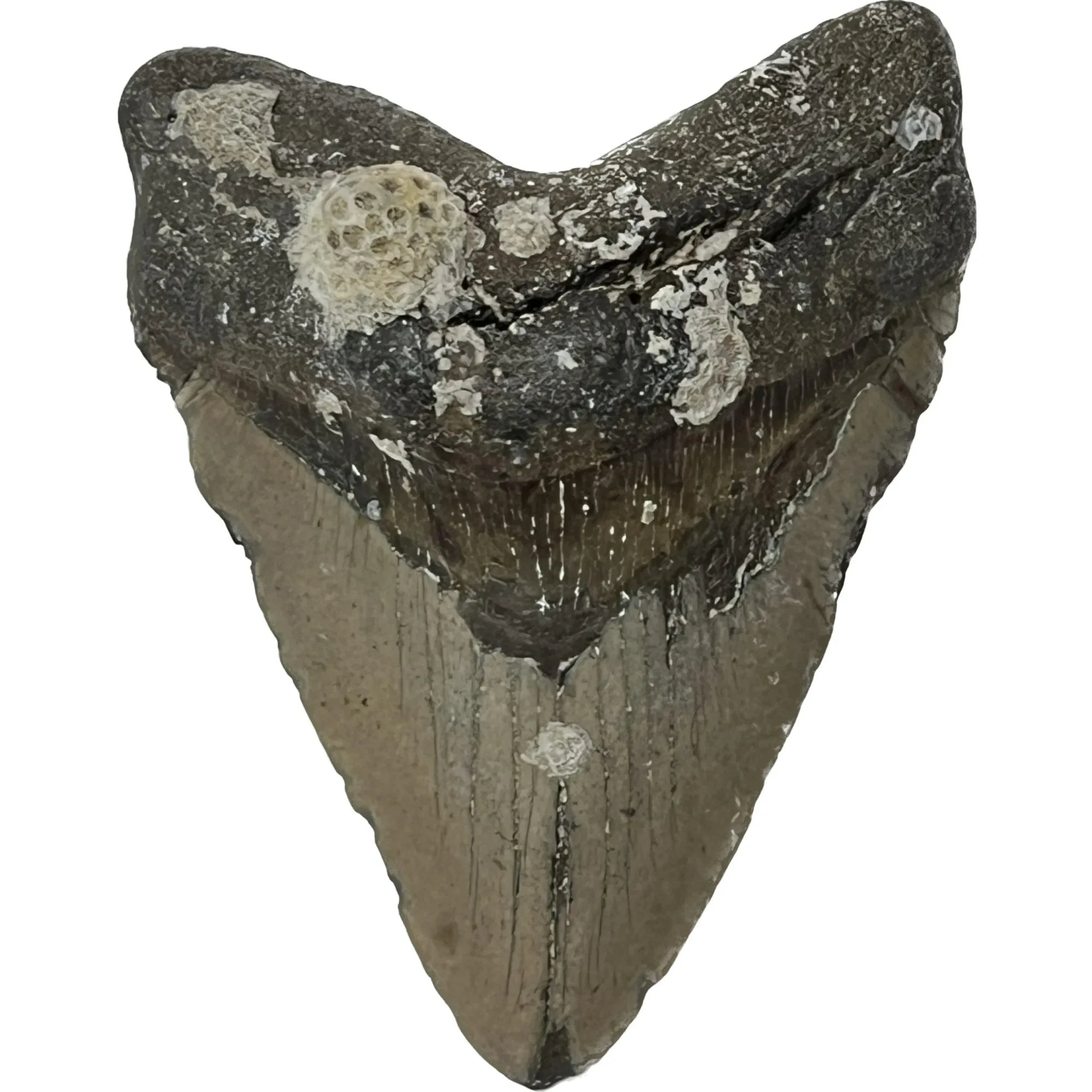 Megalodon Tooth – 5.625″, ocean fresh, N. Carolina Prehistoric Online