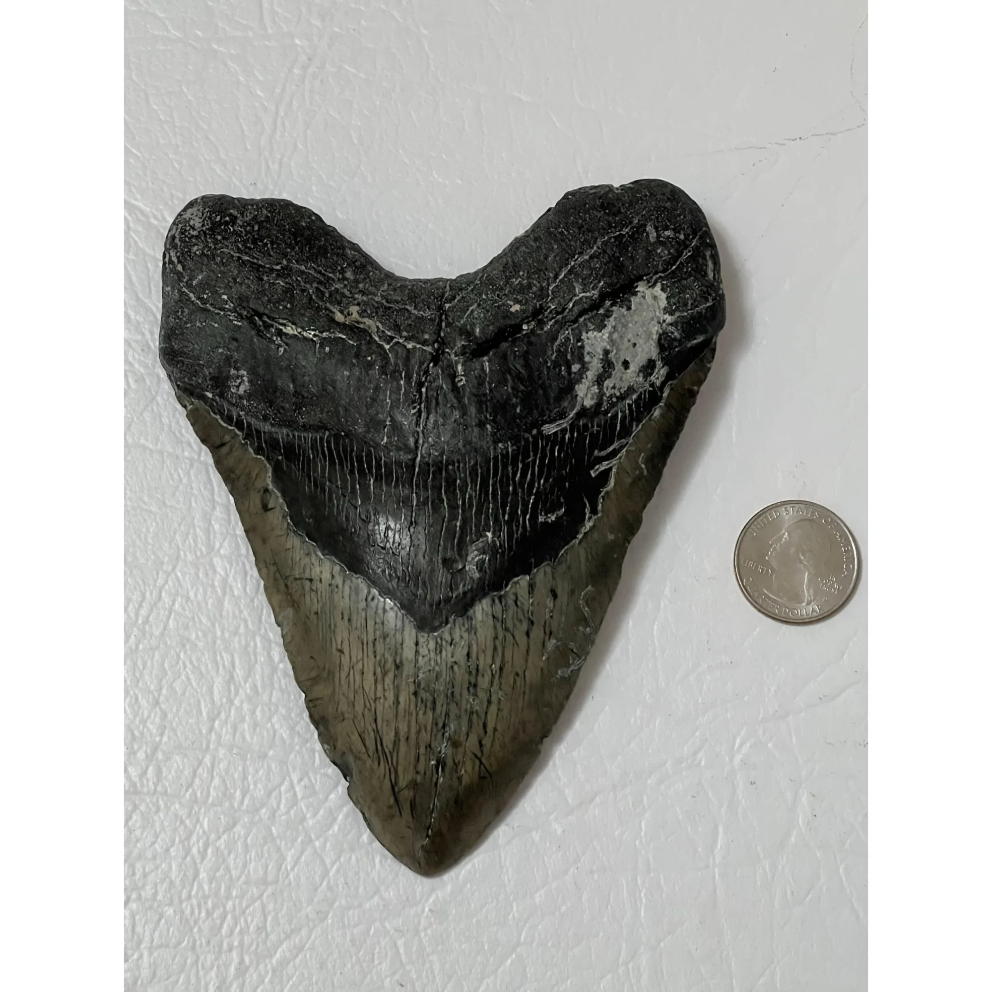 Megalodon Tooth, North Carolina,  5.52″ Prehistoric Online