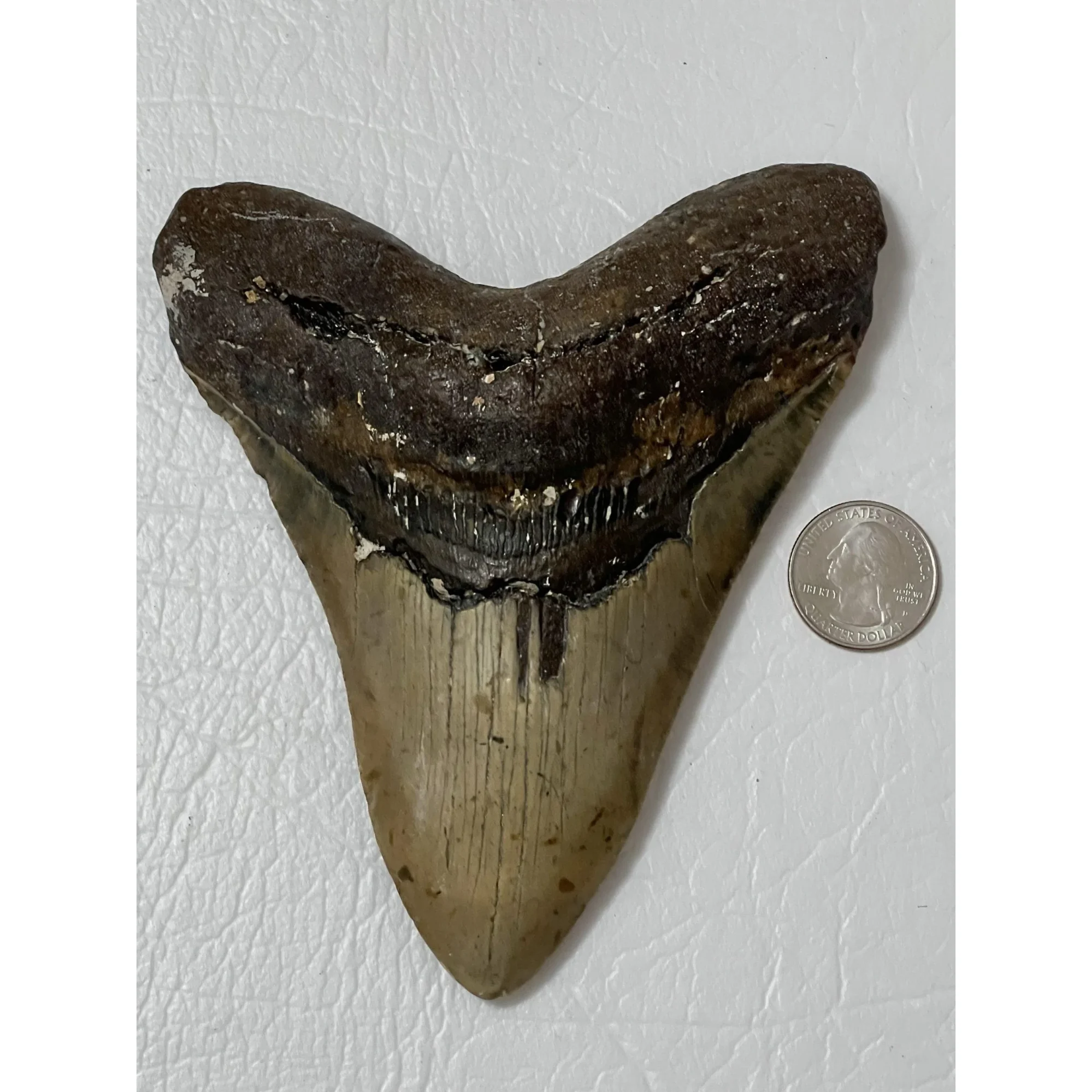 Megalodon Tooth – 5.69″, North Carolina Prehistoric Online