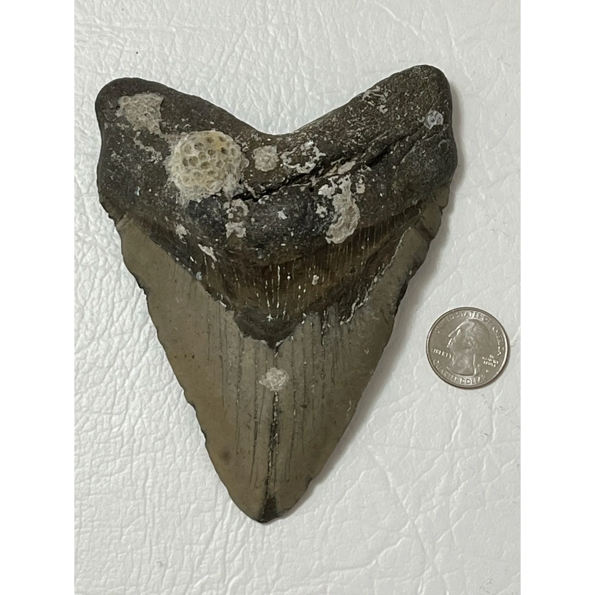 Megalodon Tooth – 5.625″, ocean fresh, N. Carolina Prehistoric Online